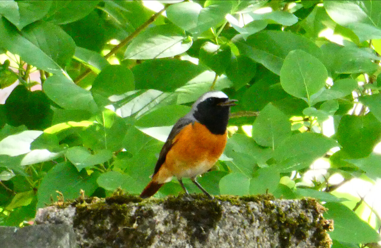 Valokuvaaja: Liisa Niiva-Korpela