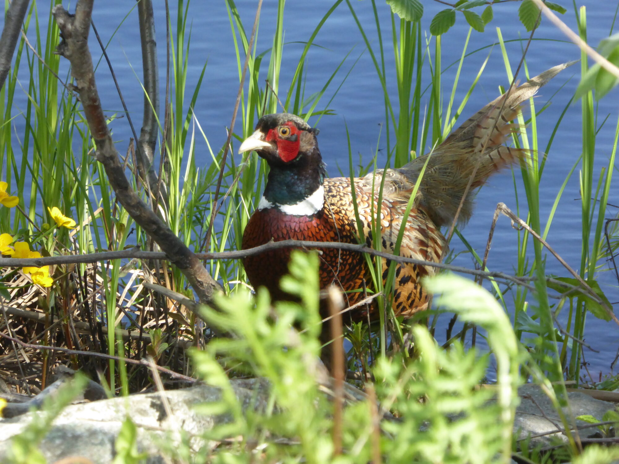 Valokuvaaja: Toni Asikainen