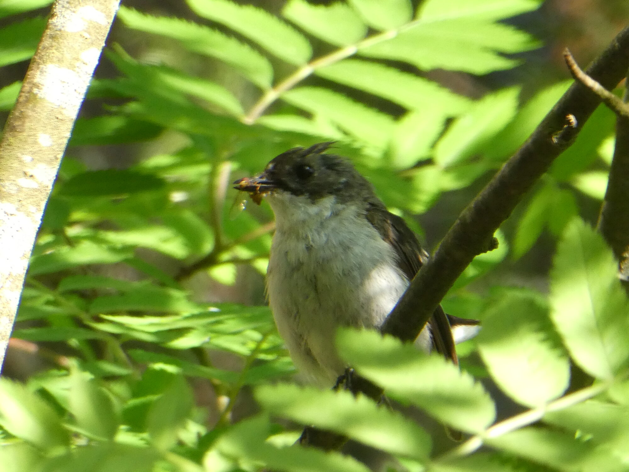 Valokuvaaja: Anja Mustamaa Valokuvaaja: Anja Mustamaa