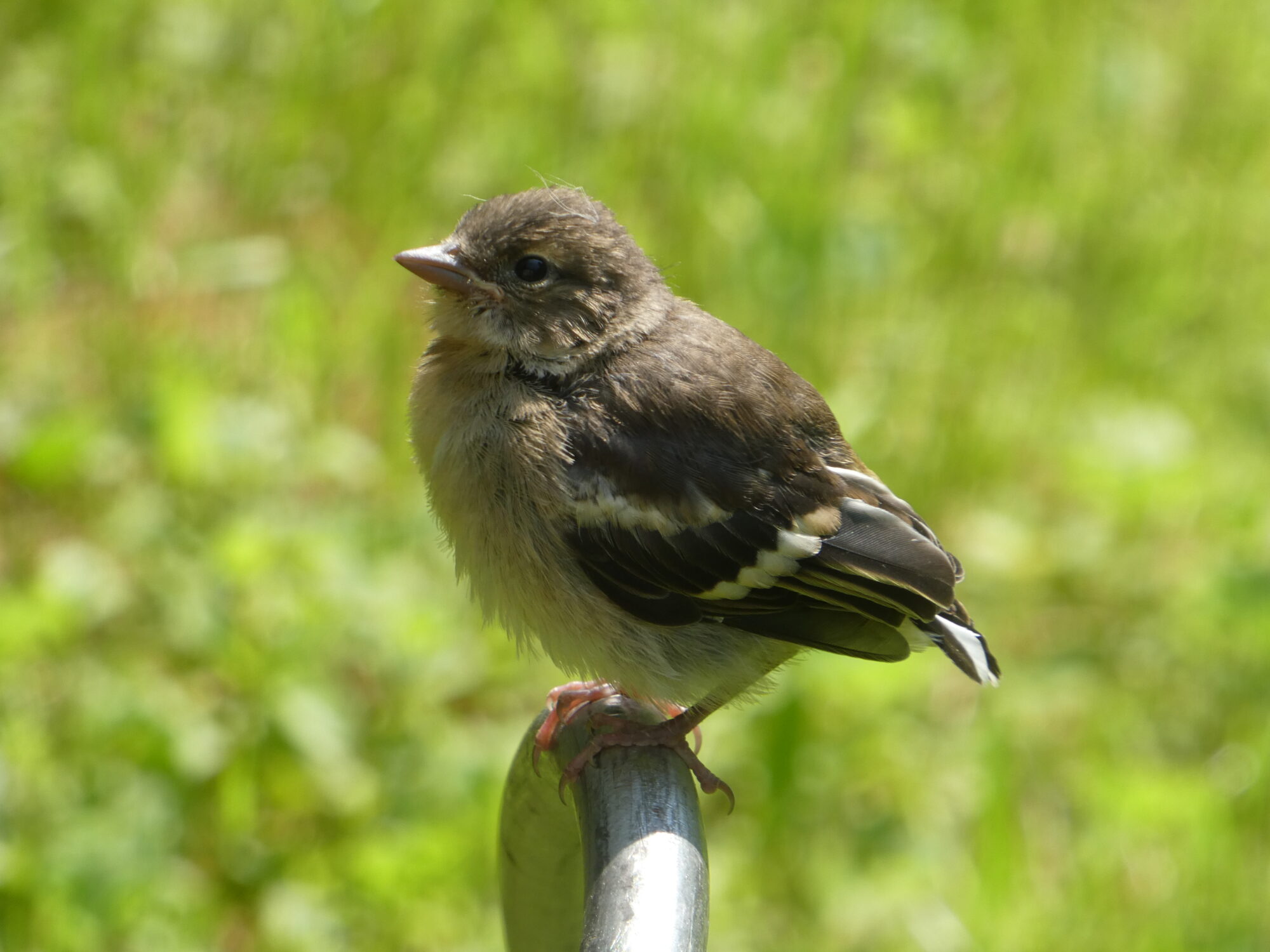 Valokuvaaja: Anja Mustamaa Valokuvaaja: Anja Mustamaa