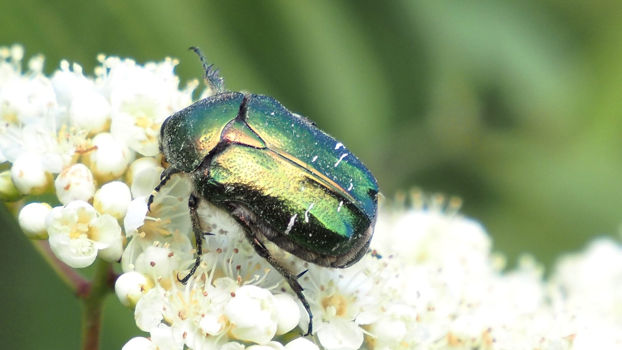 Valokuvaaja: Arja Valtonen