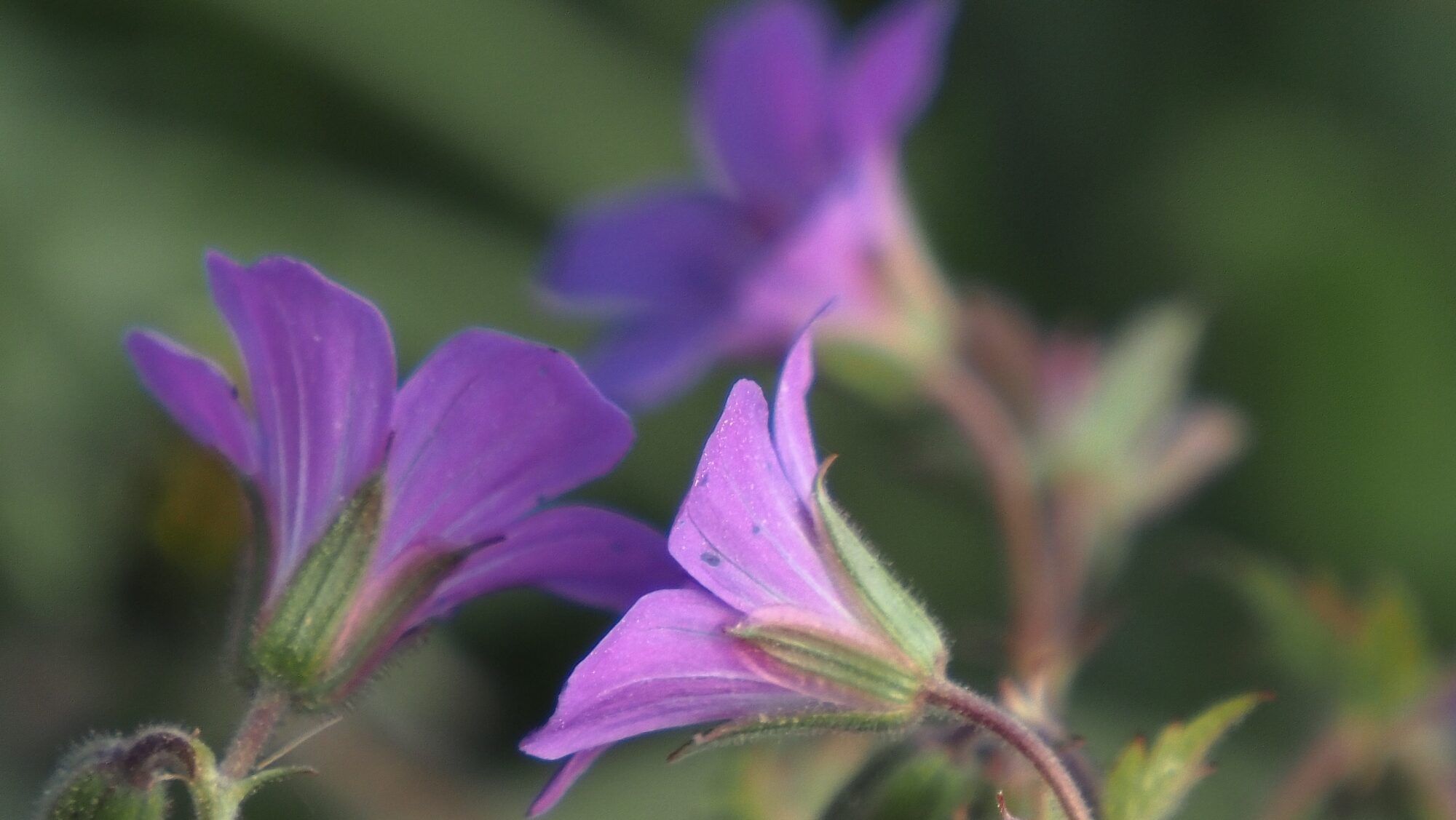 Valokuvaaja: Arja Valtonen