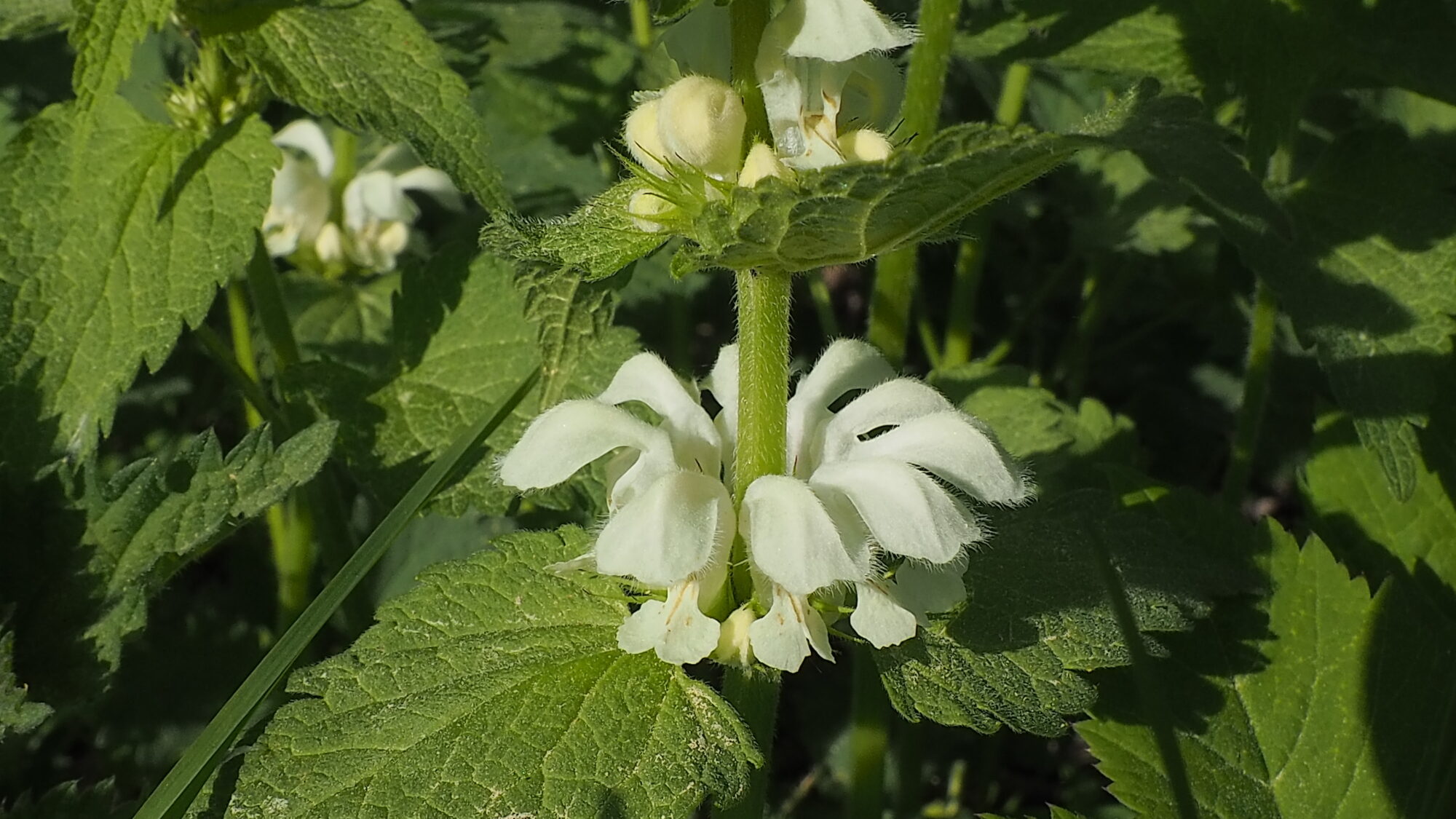 Valokuvaaja: Martti Valtonen