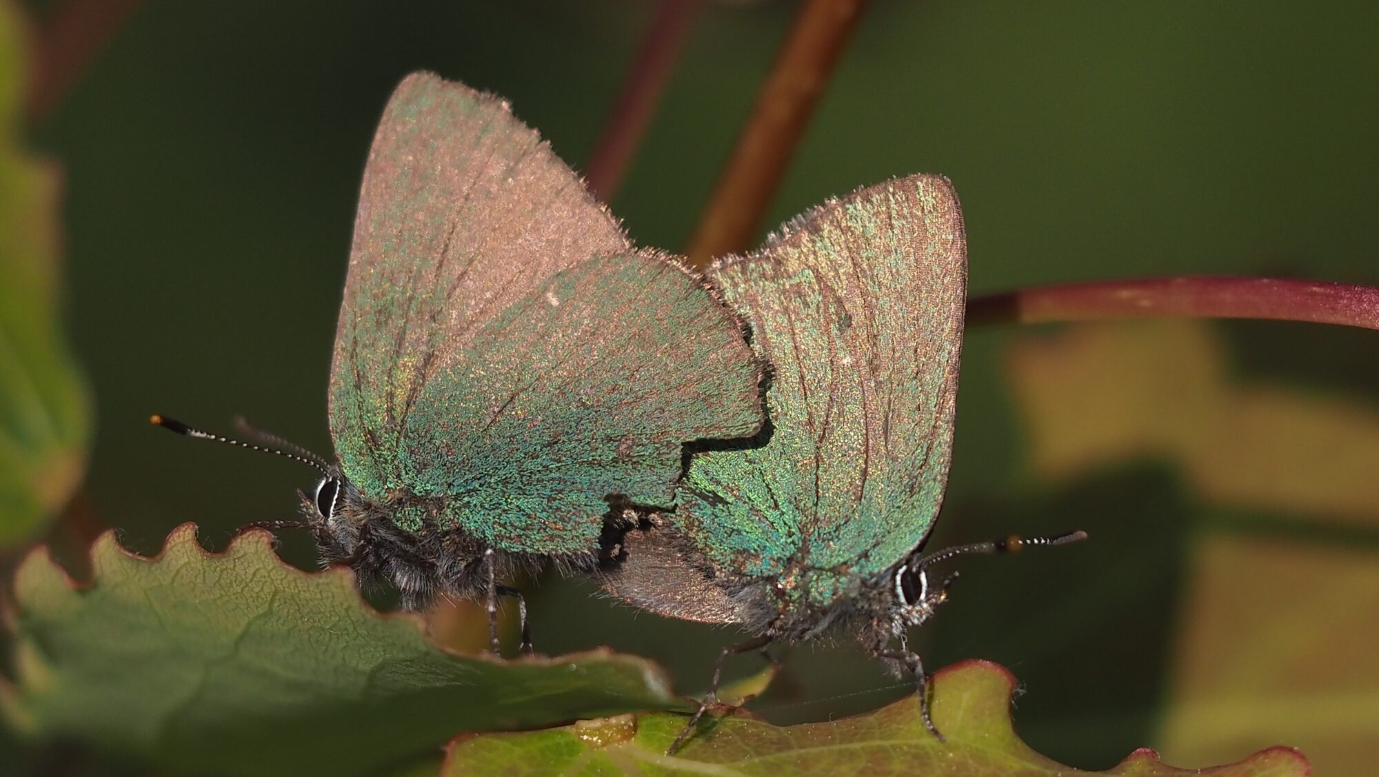 Valokuvaaja: Arja Valtonen