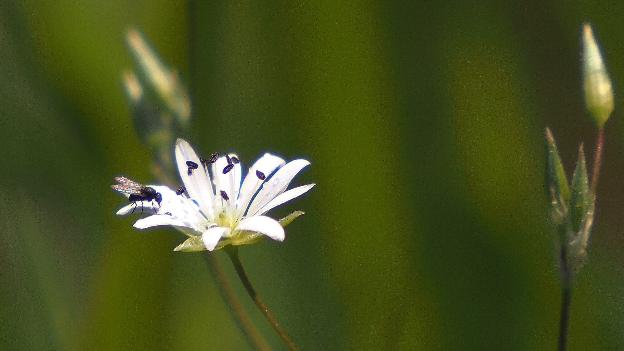 Valokuvaaja: Arja Valtonen