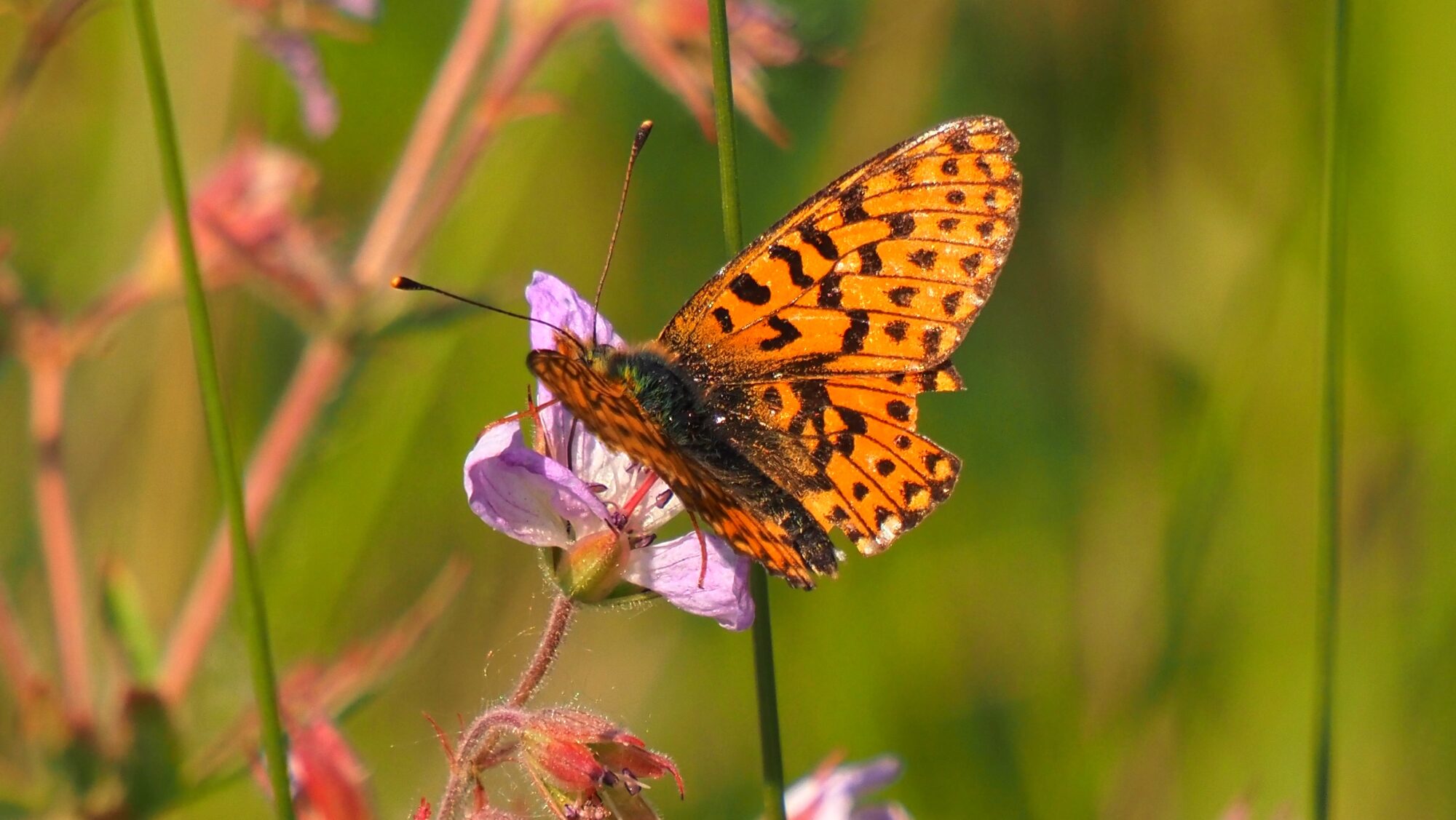 Valokuvaaja: Arja Valtonen
