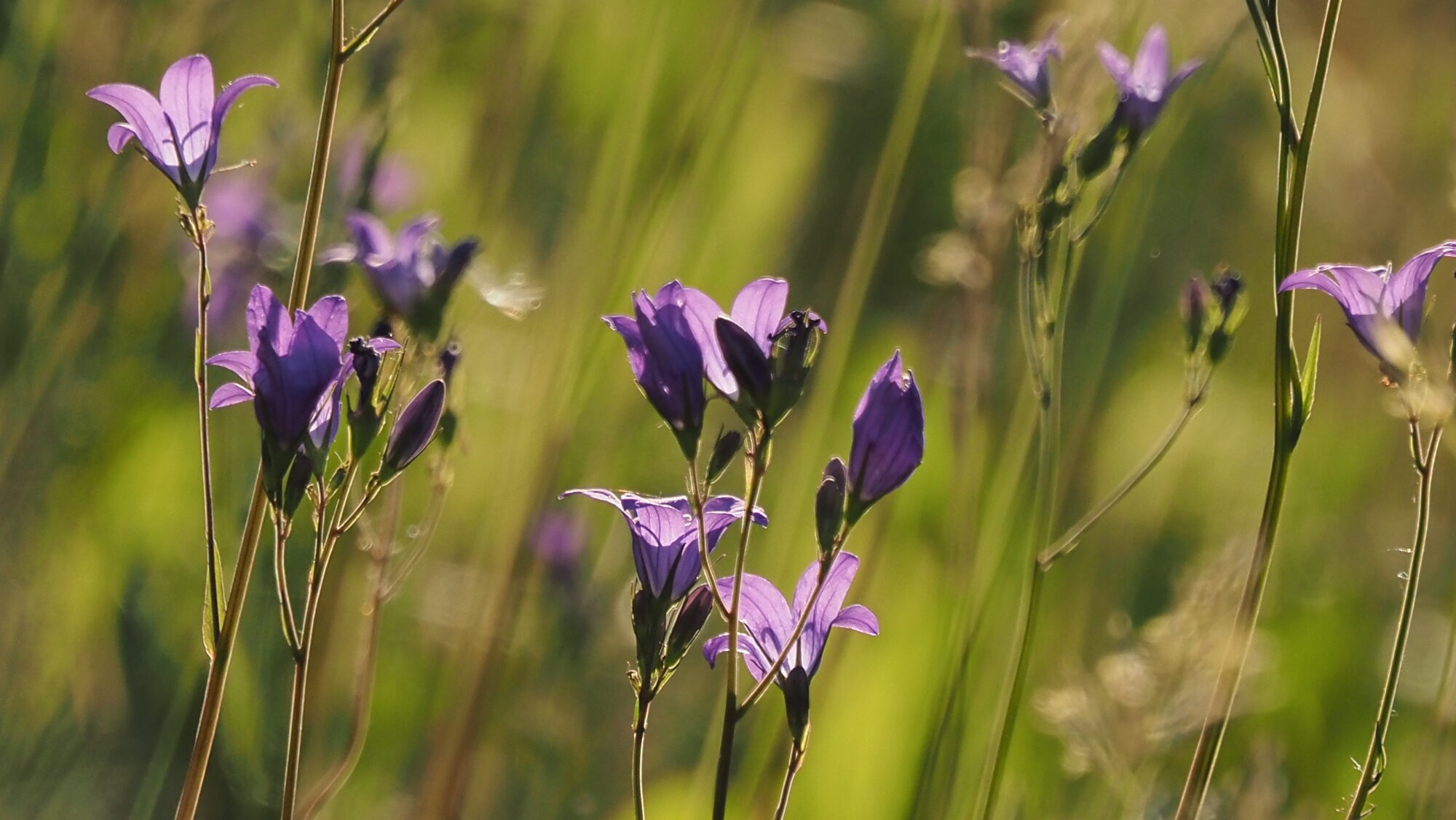 Valokuvaaja: Arja Valtonen