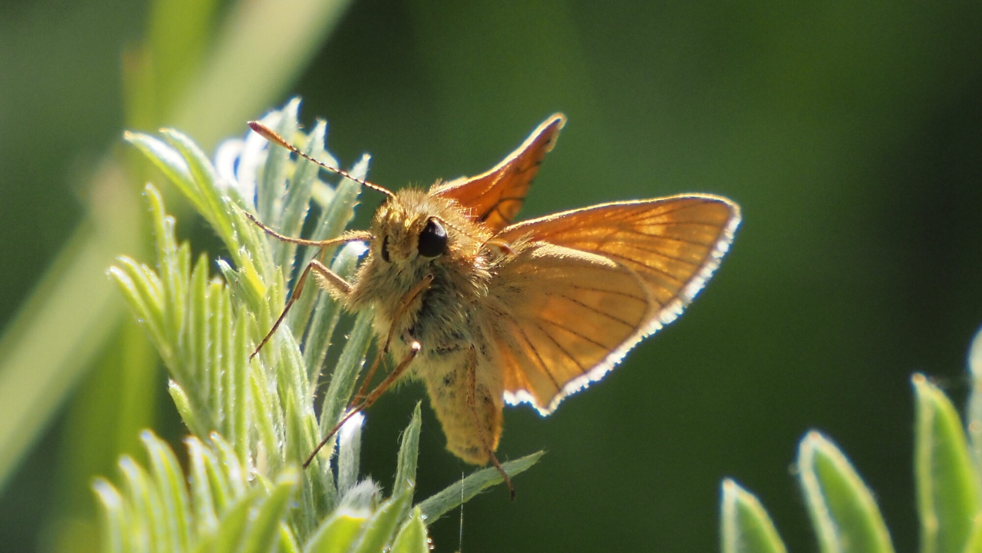 Valokuvaaja: Arja Valtonen