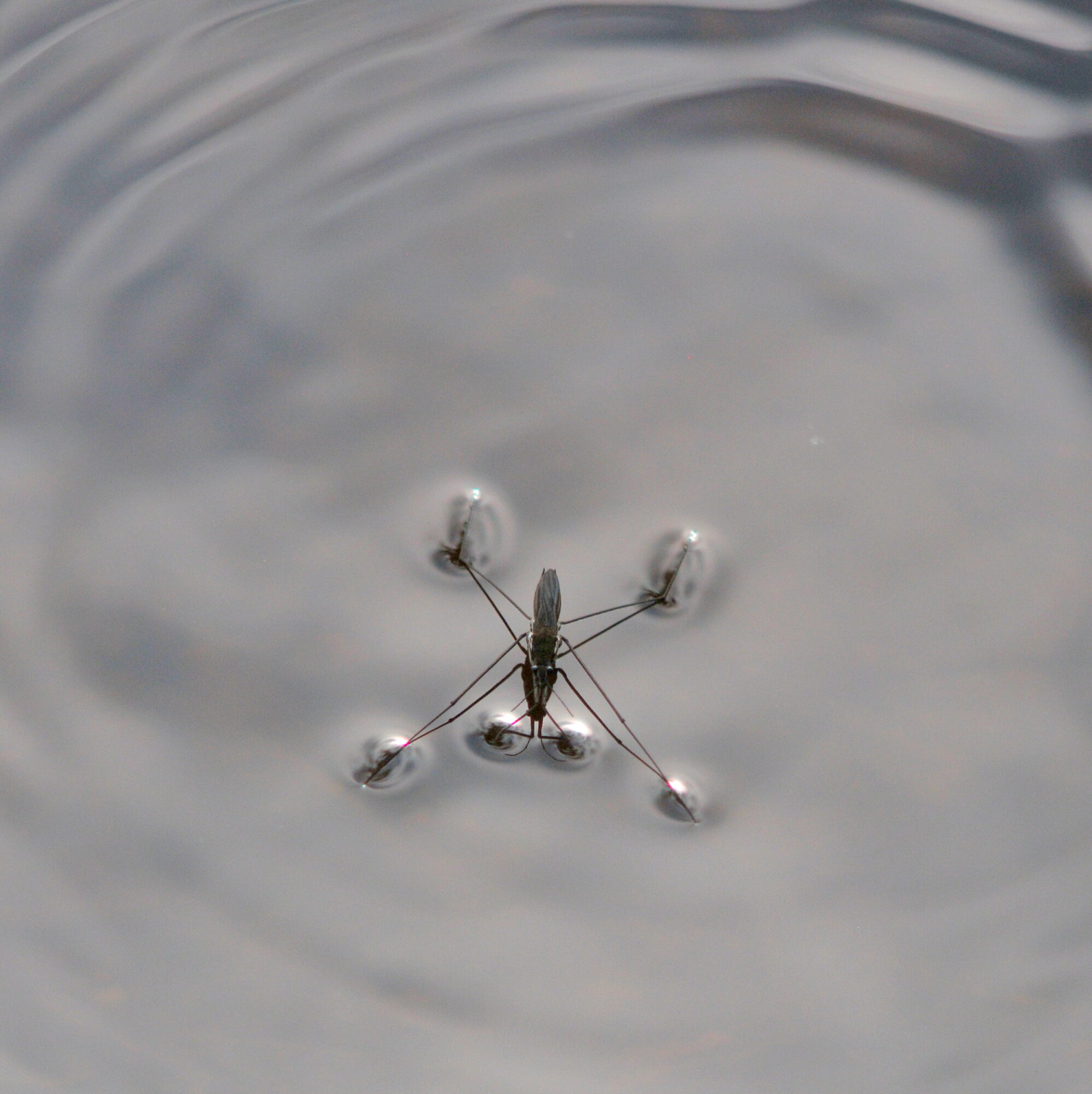 Valokuvaaja: Kaarlo Asikainen
