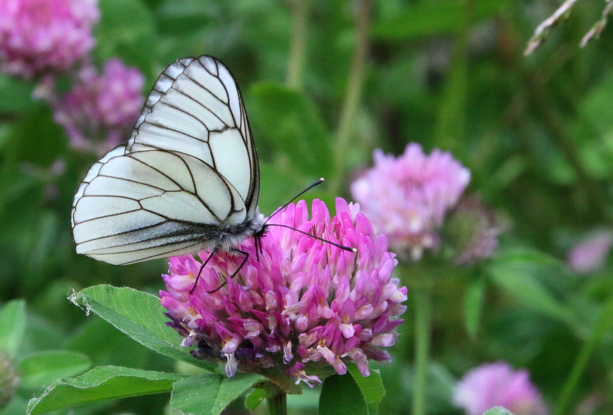 Valokuvaaja: Tuukka Pahtamaa