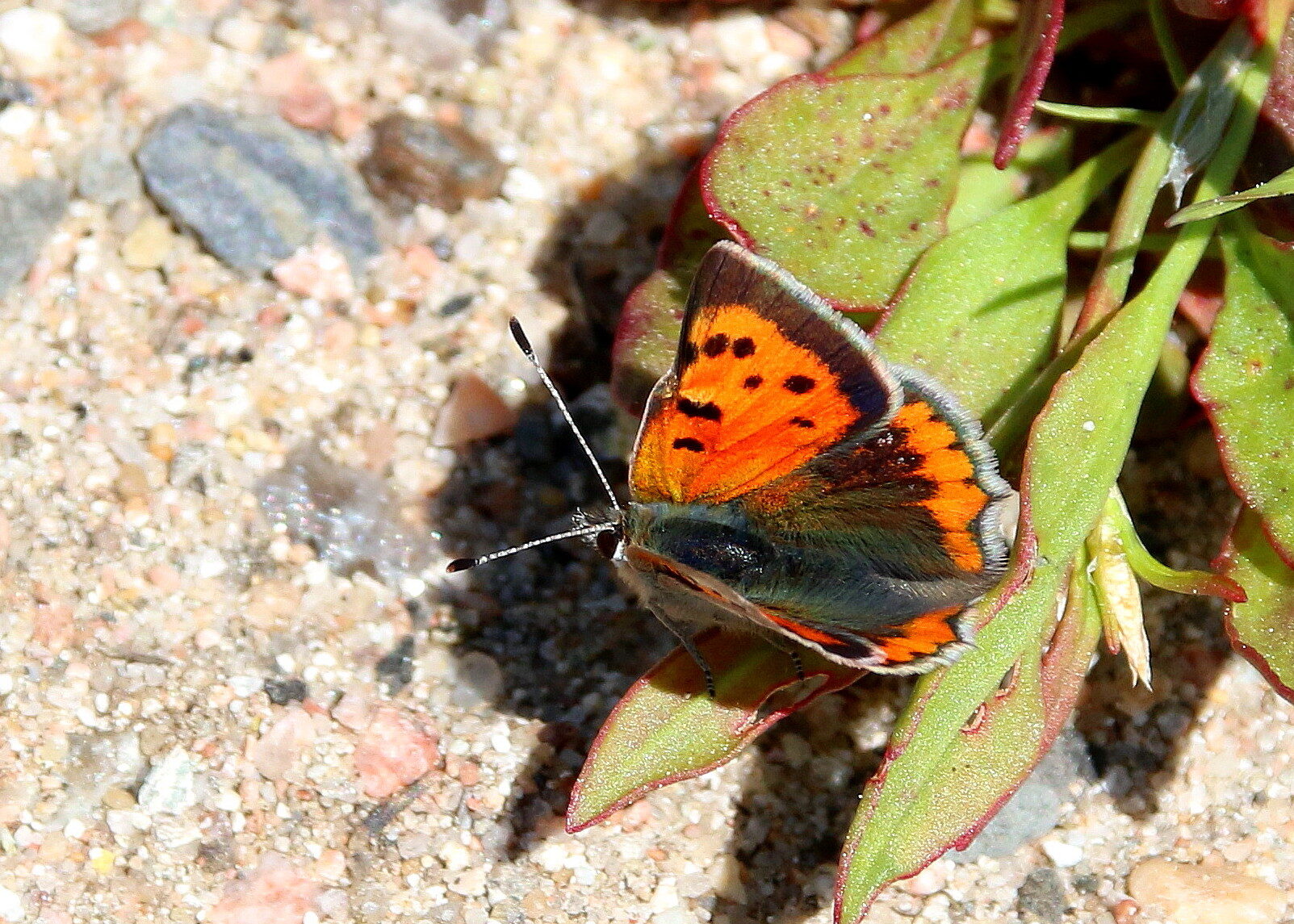 Valokuvaaja: Tuukka Pahtamaa