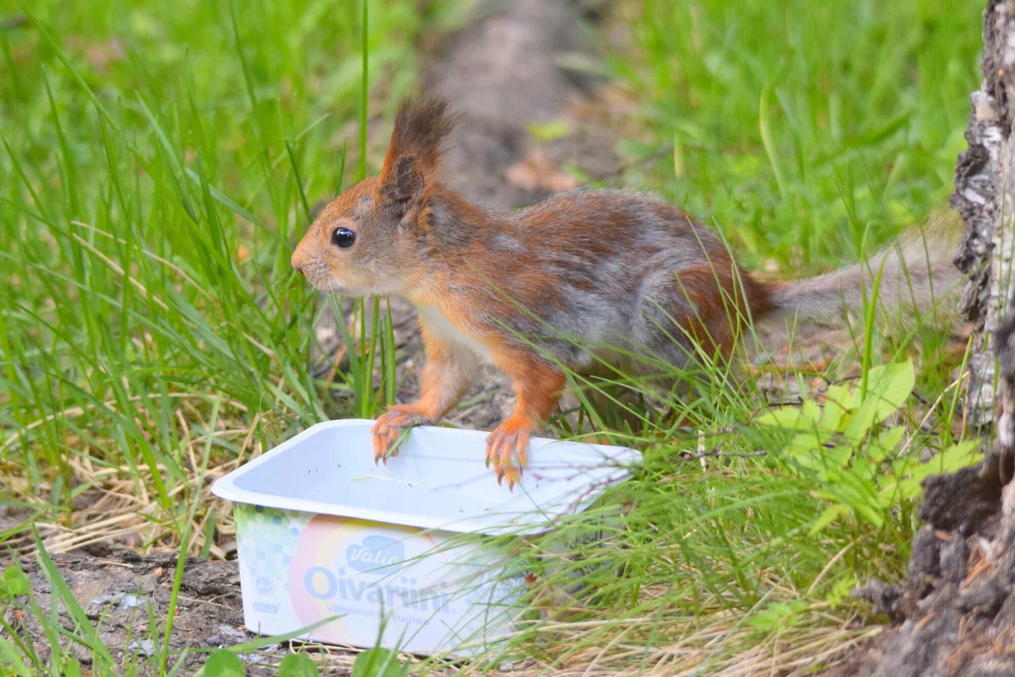 Valokuvaaja: Kaarlo Asikainen