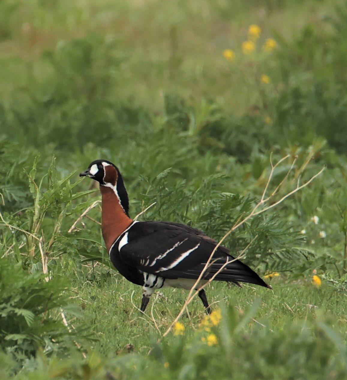Valokuvaaja: Kaarina Heiskanen