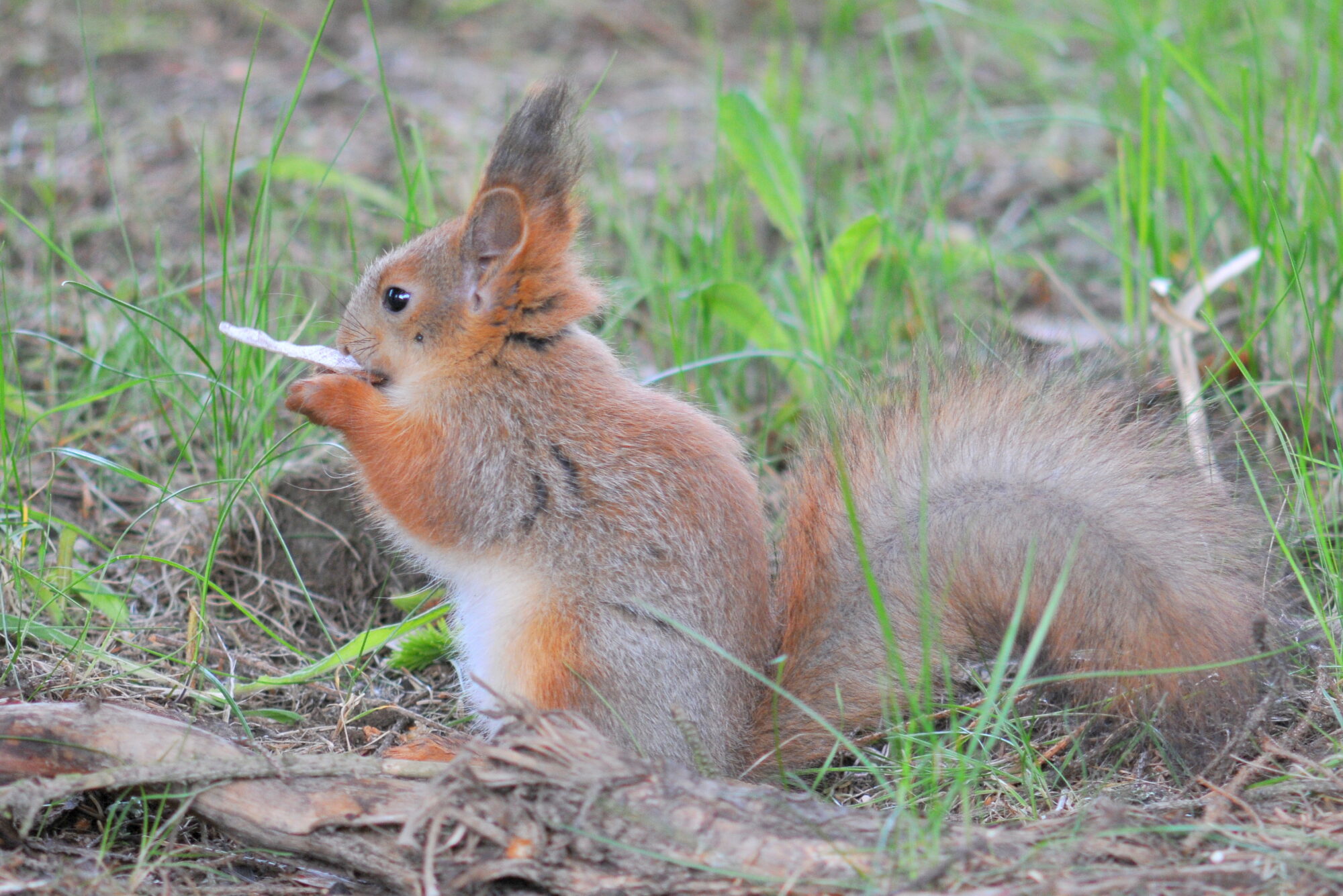 Valokuvaaja: Kaarlo Asikainen