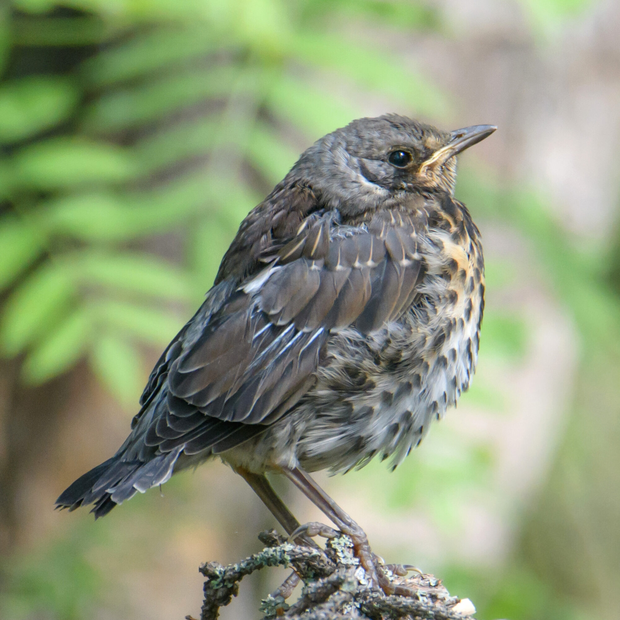 Valokuvaaja: Päivi Mustonen