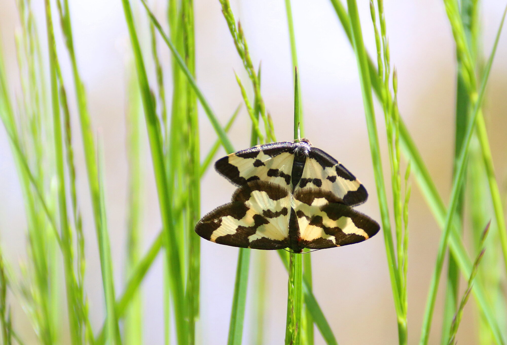 Valokuvaaja: Tuukka Pahtamaa