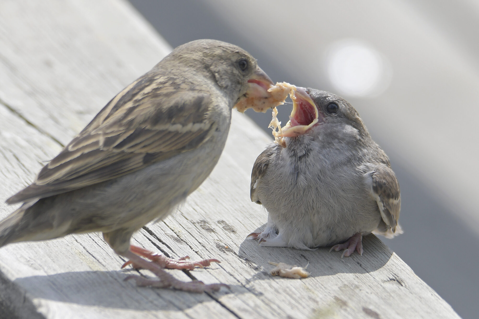 Valokuvaaja: Päivi Mustonen