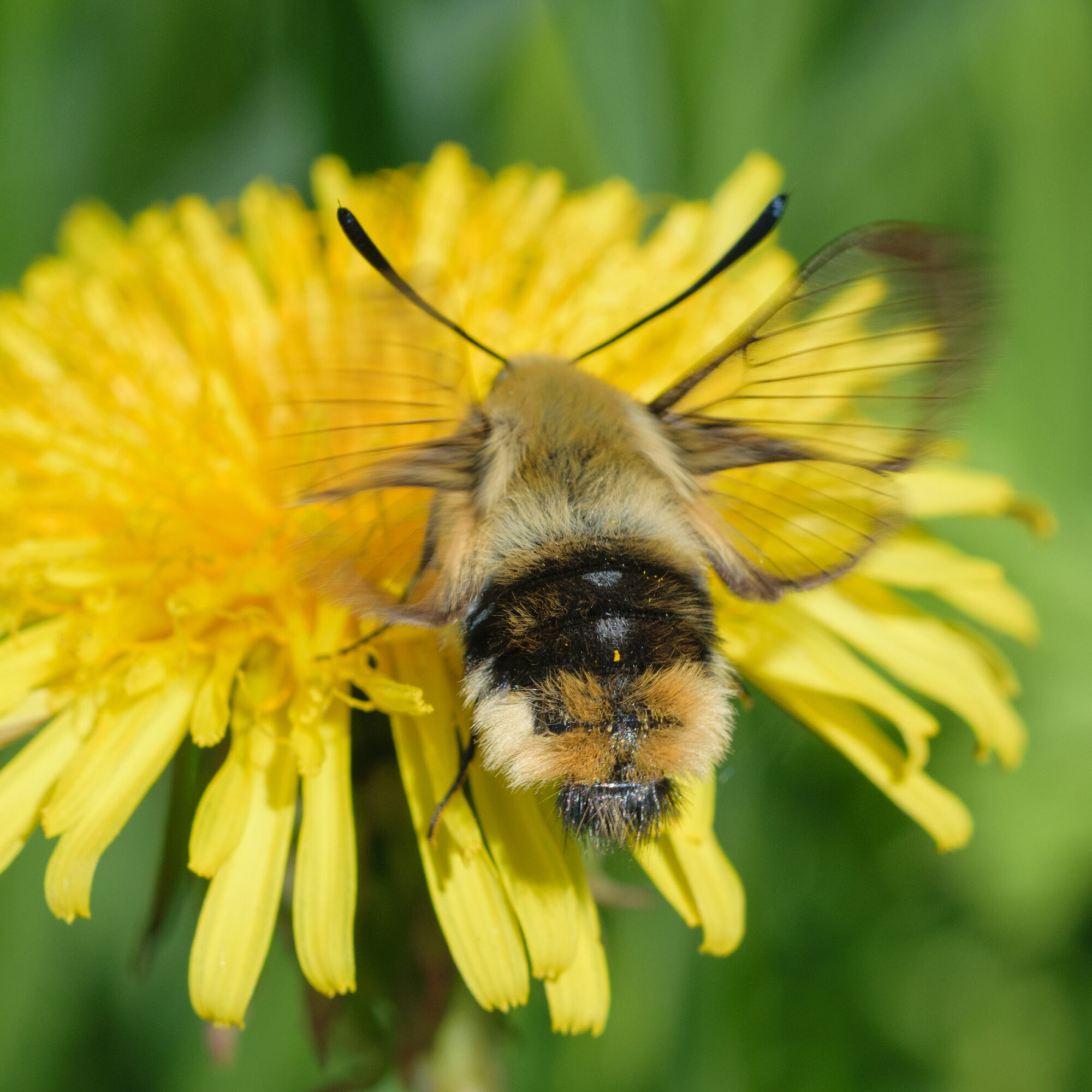 Valokuvaaja: Päivi Mustonen