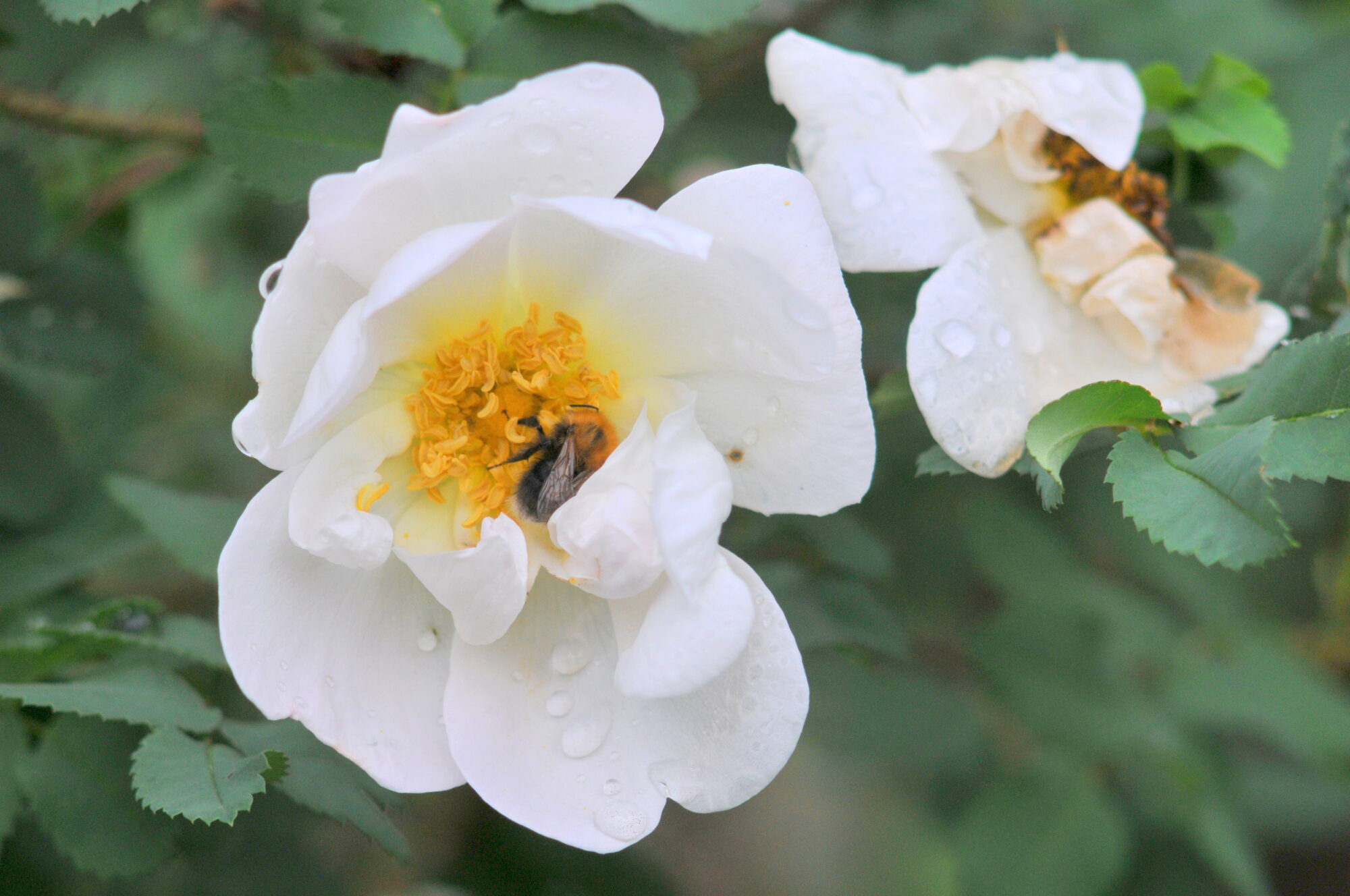 Valokuvaaja: Kaarlo Asikainen