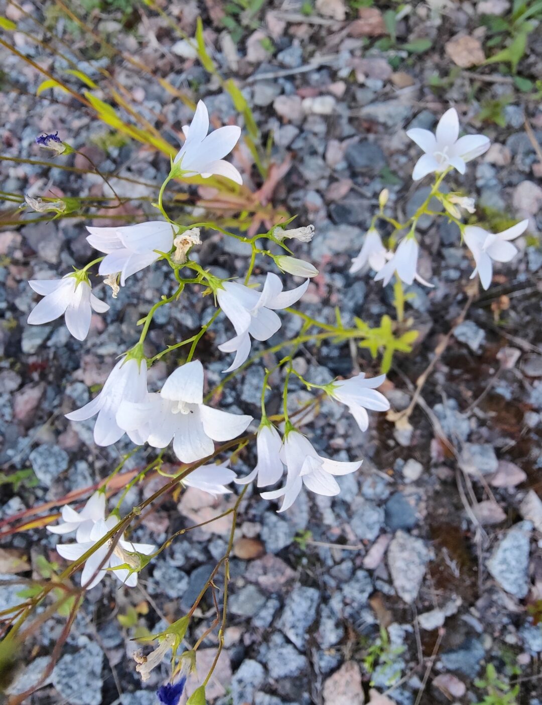 Valokuvaaja: Kirsi Hämäläinen