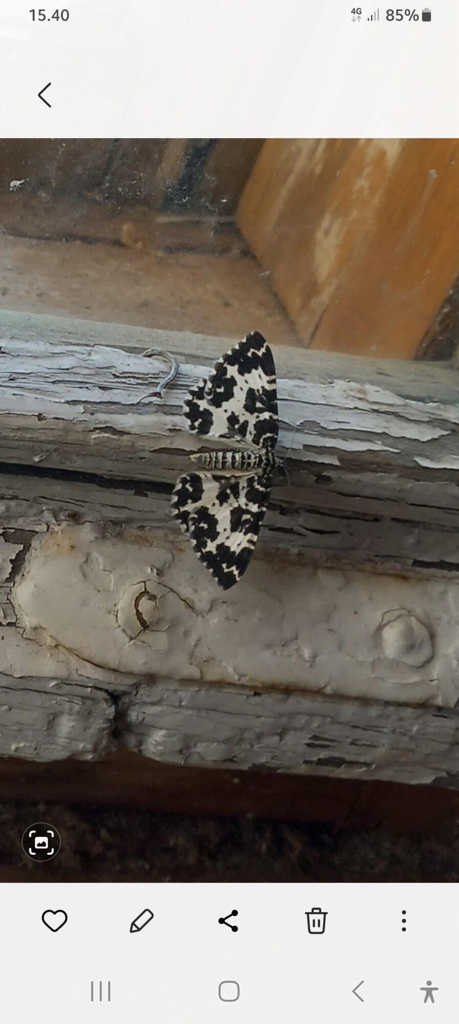 Valokuvaaja: Janne linja