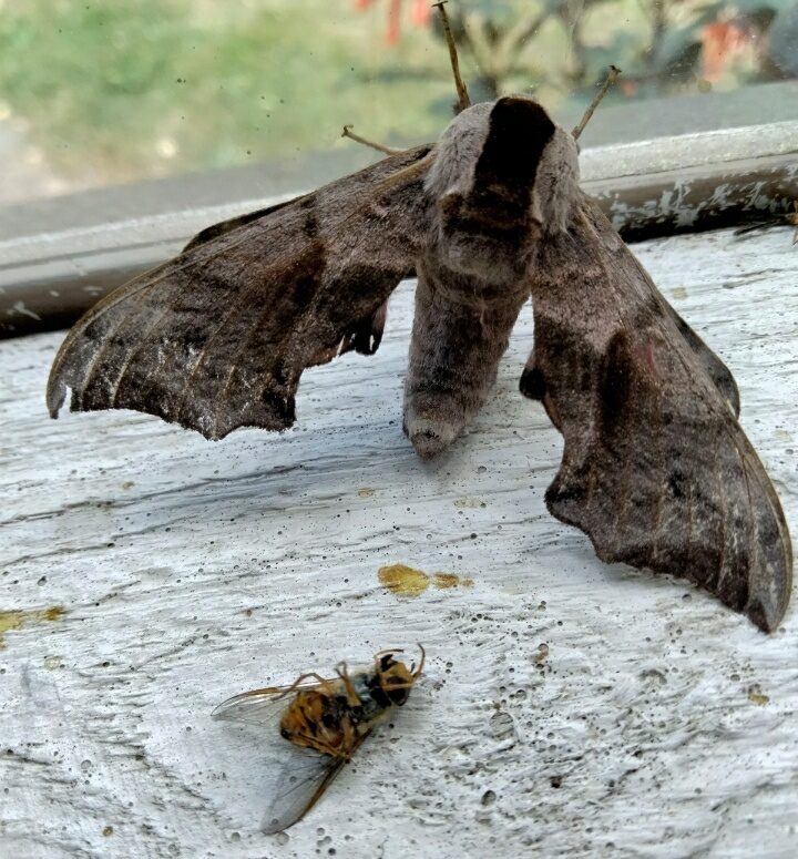 Valokuvaaja: Tuomo Partanen