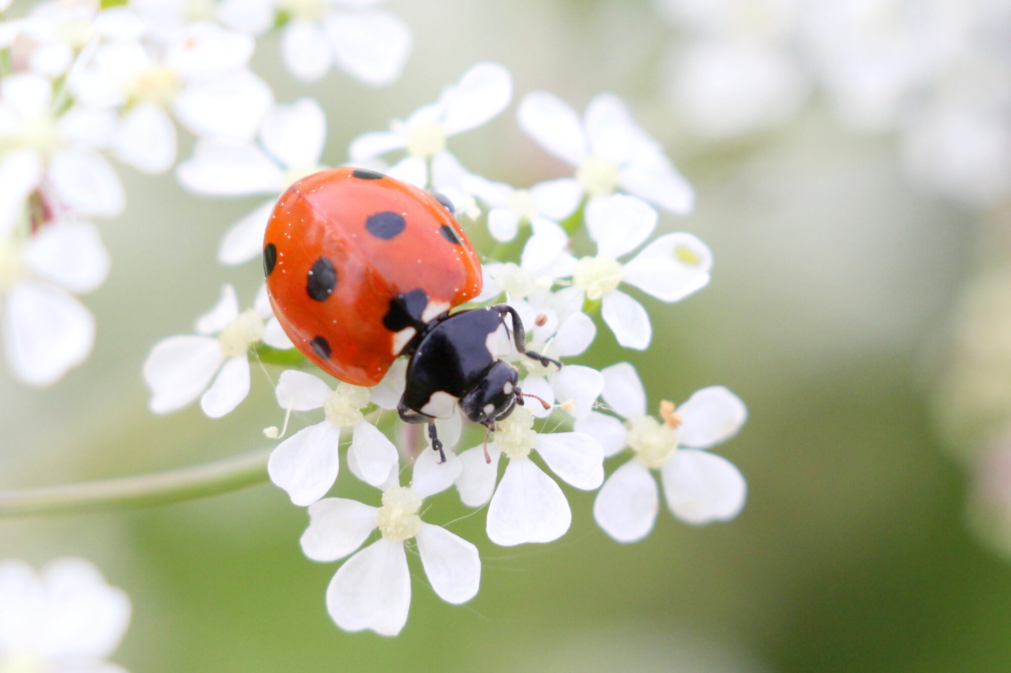 Valokuvaaja: Kaarlo Asikainen