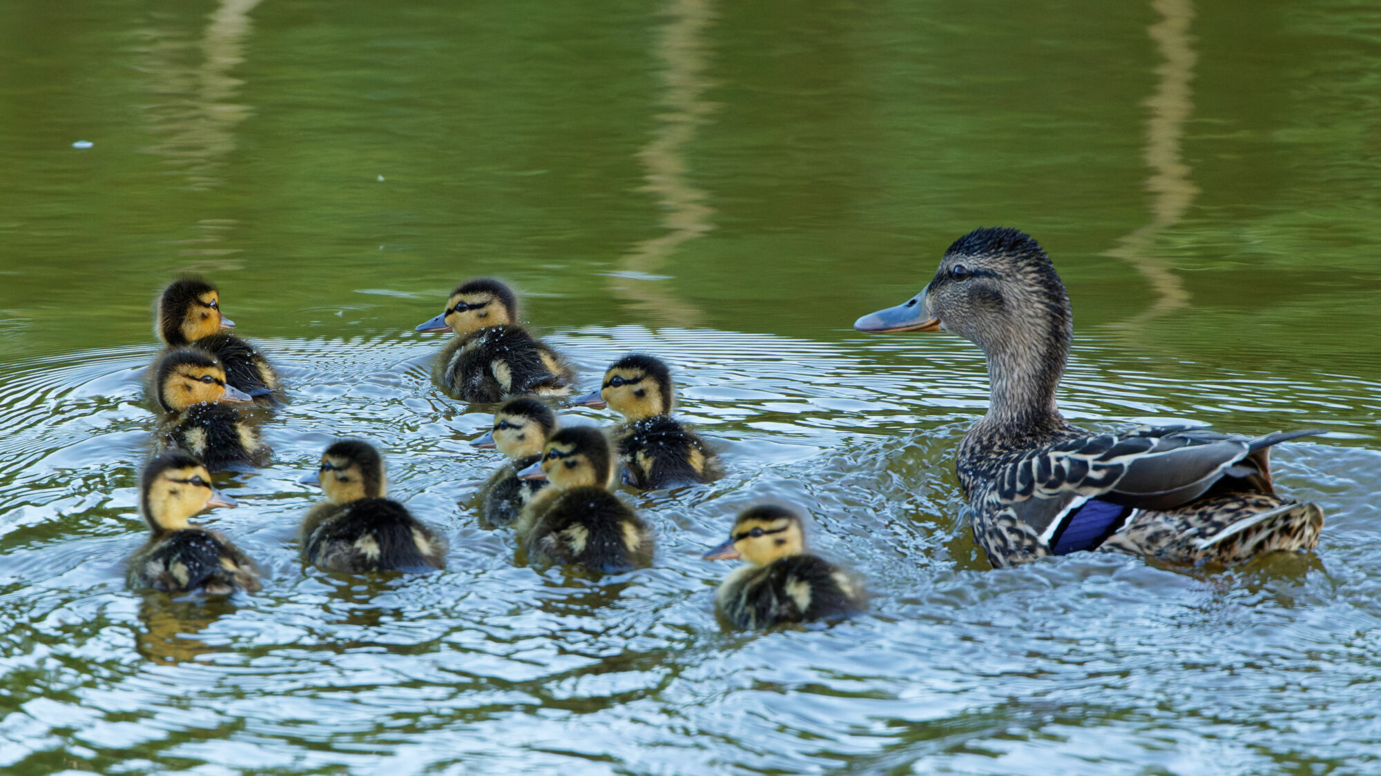 Valokuvaaja: TOMMI KUJALA