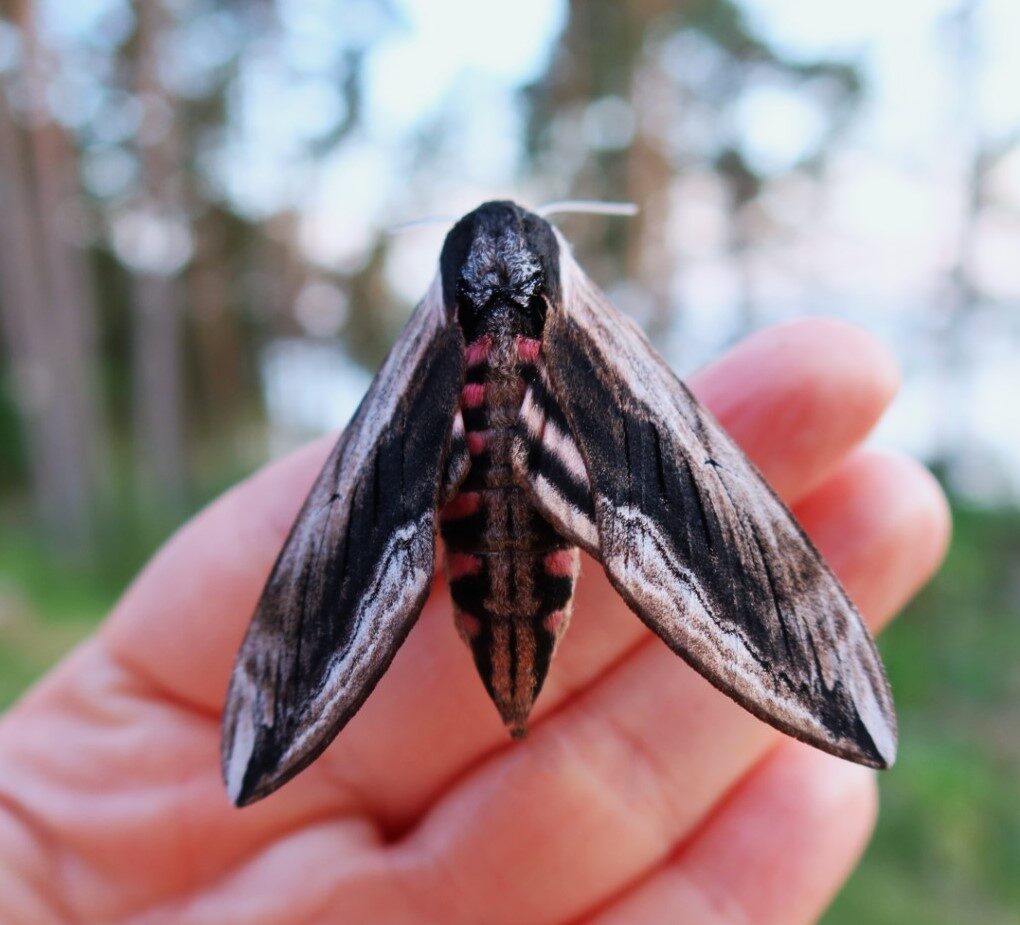 Valokuvaaja: Minna Blomqvist