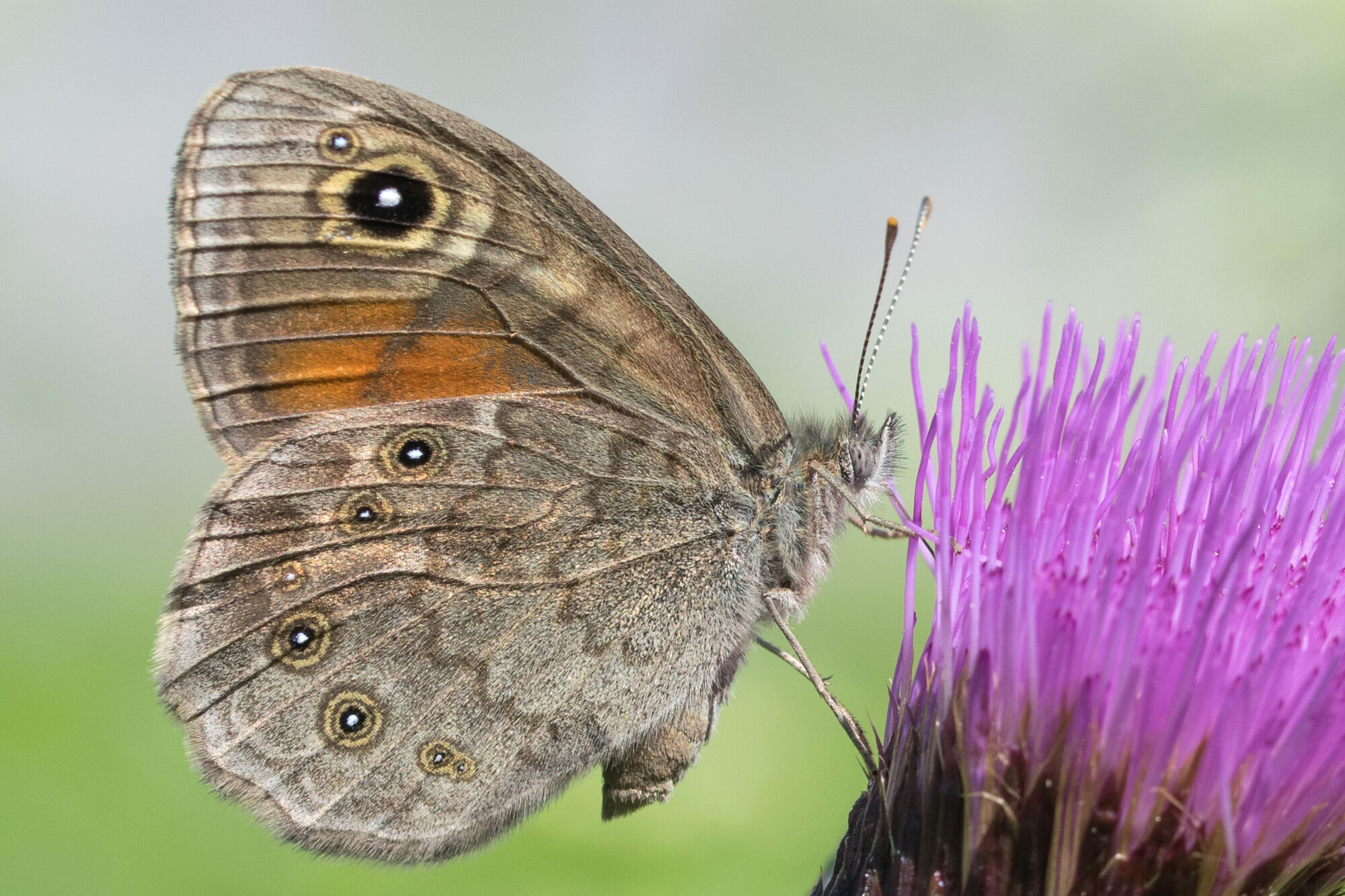 Valokuvaaja: Päivi Mustonen