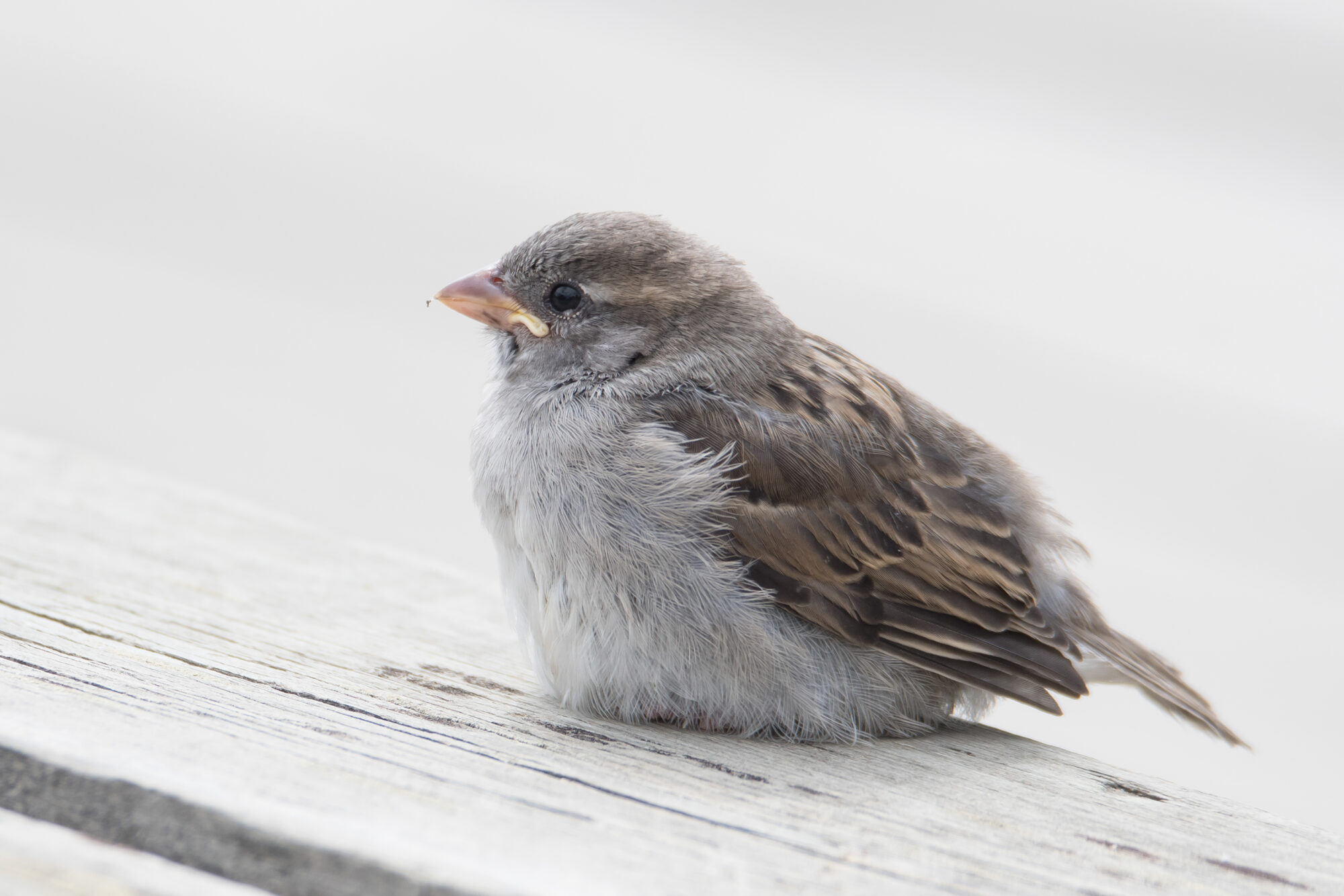 Valokuvaaja: Päivi Mustonen