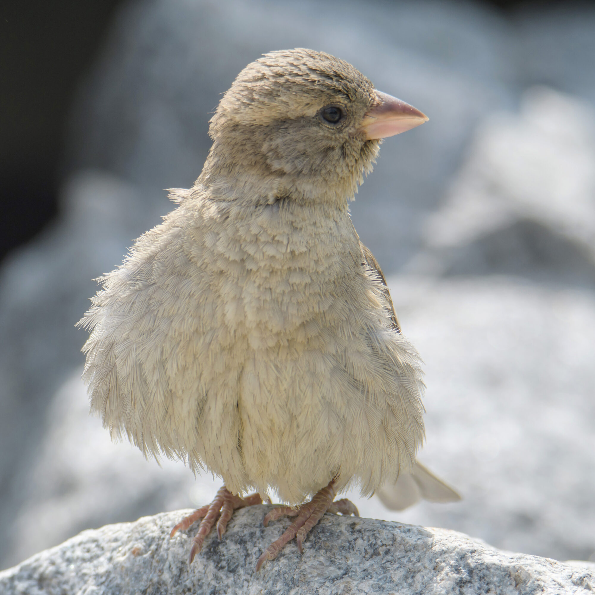 Valokuvaaja: Päivi Mustonen