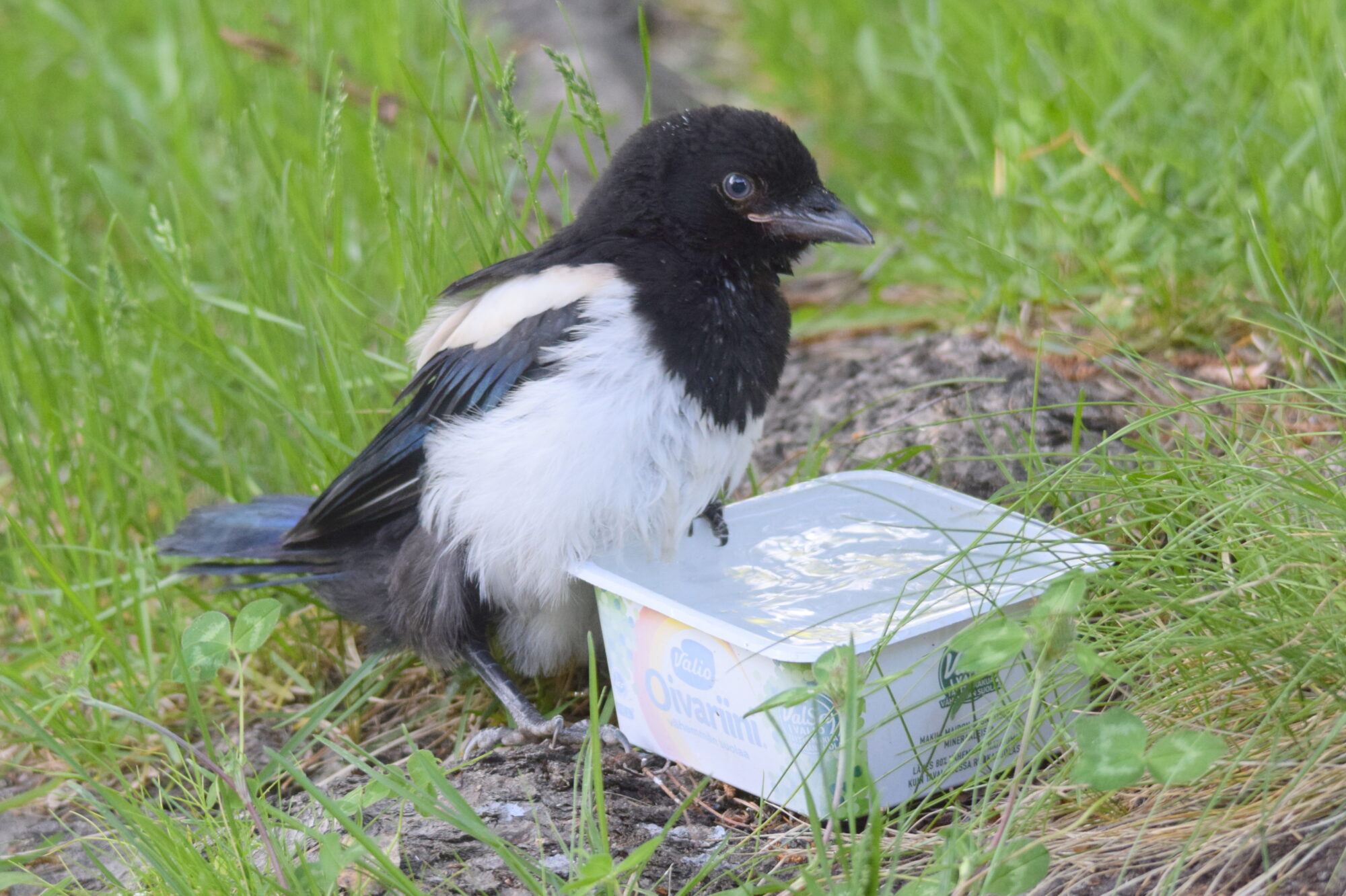 Valokuvaaja: Kaarlo Asikainen