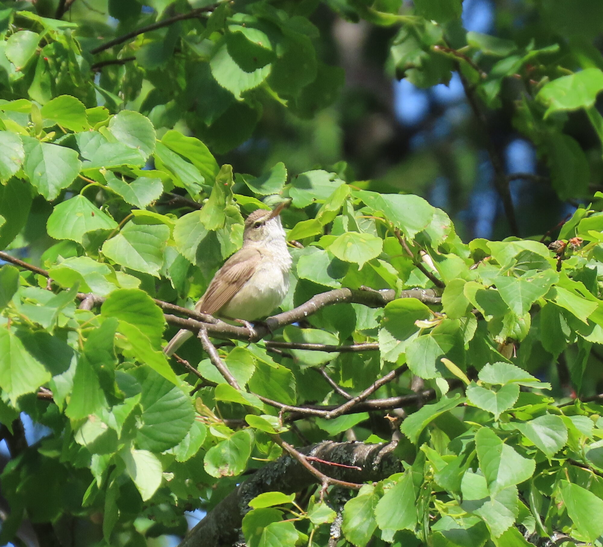 Valokuvaaja: Pertti Koukkari