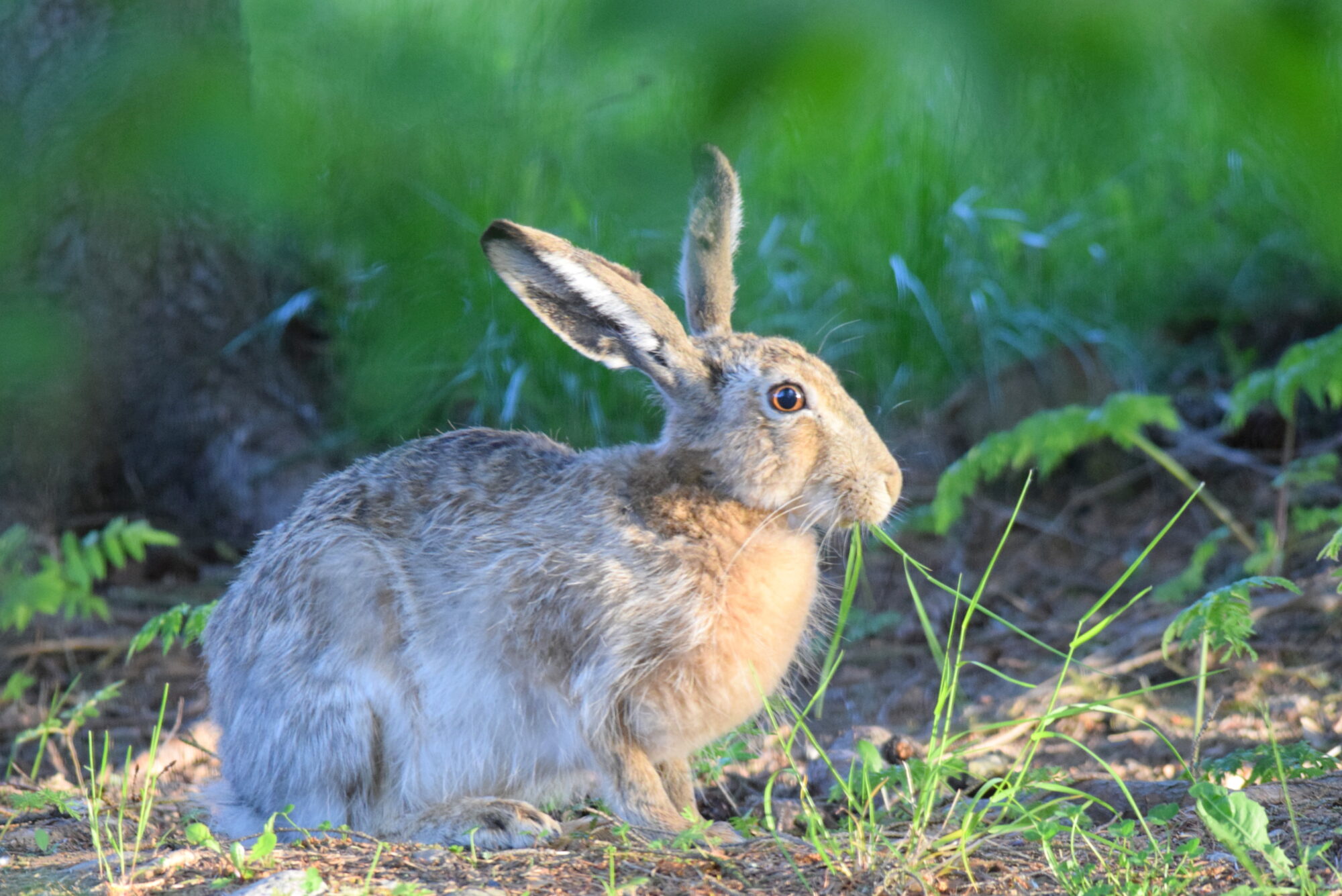 Valokuvaaja: Kaarlo Asikainen