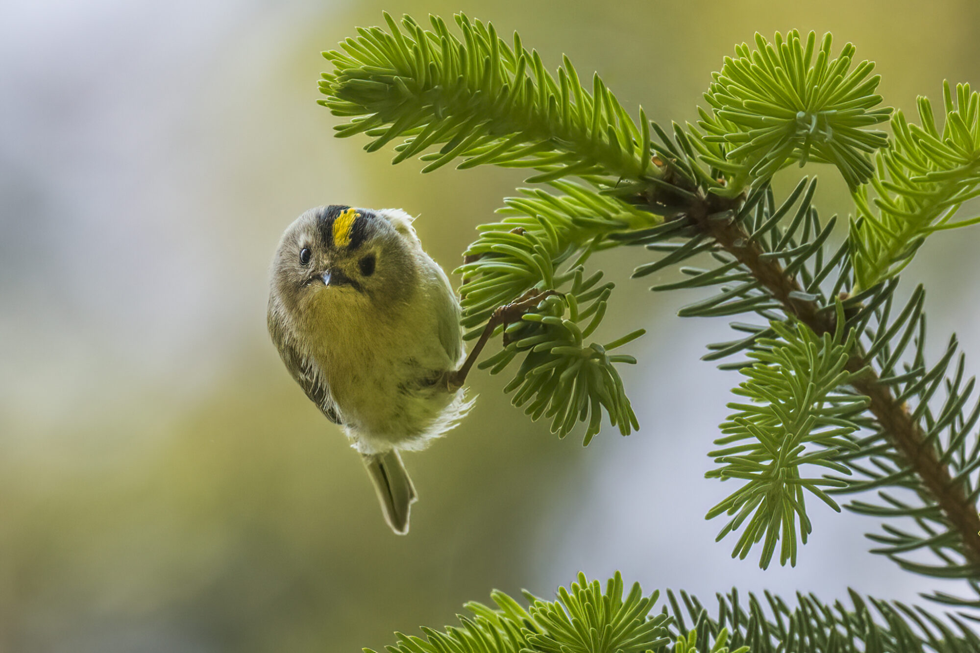Valokuvaaja: Risto Lavi