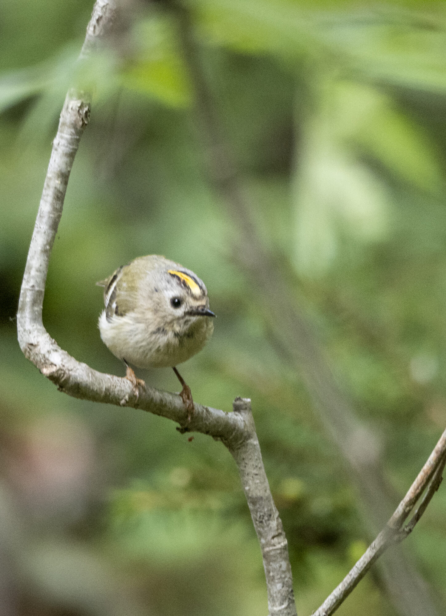 Valokuvaaja: Hannu Tikkanen