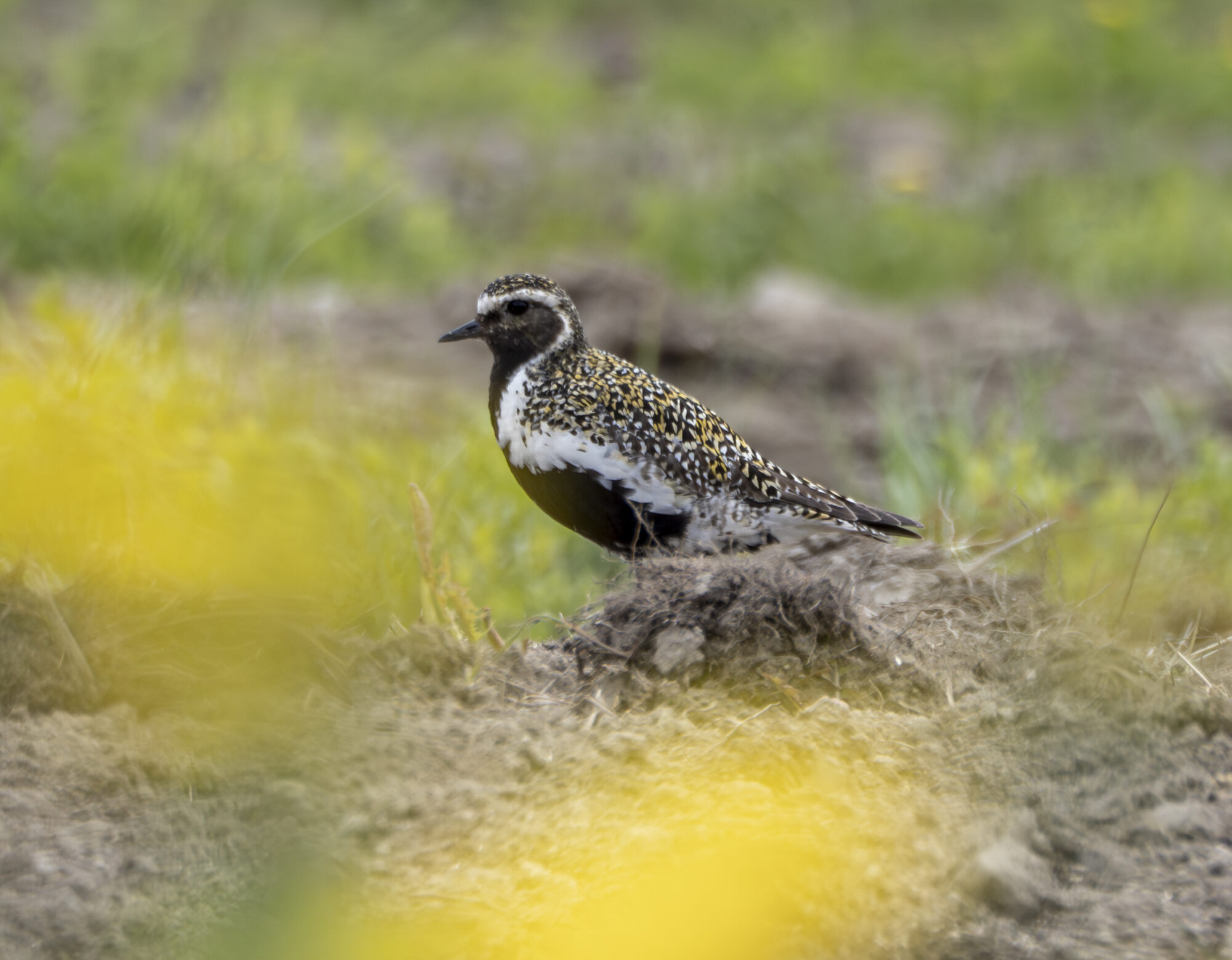 Valokuvaaja: Hannu Tikkanen