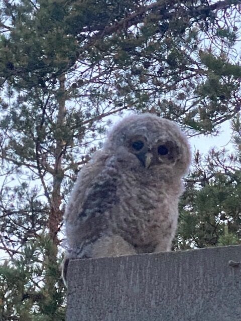 Valokuvaaja: Maarit Linnainmaa