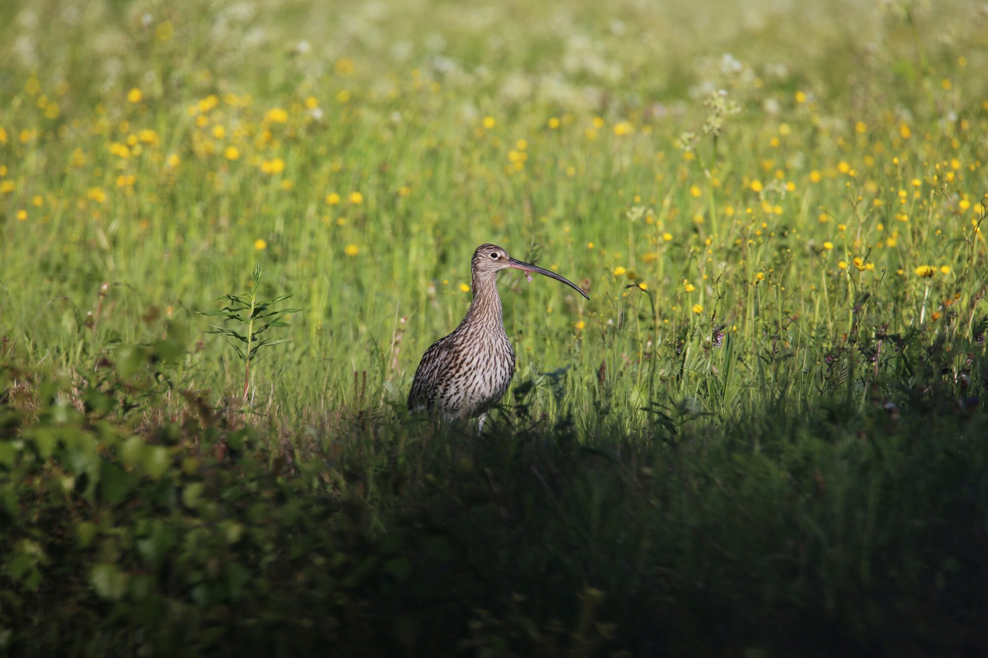 Valokuvaaja: Jaana Saarelainen
