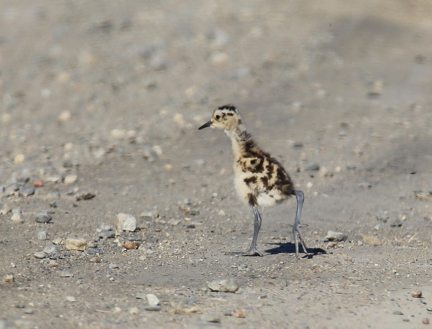 Valokuvaaja: Jaana Saarelainen
