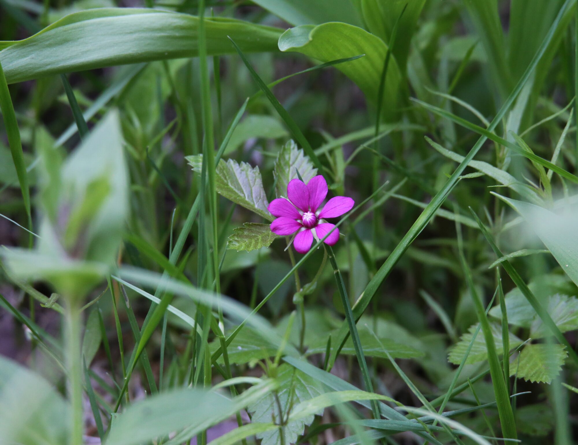 Valokuvaaja: Jaana Saarelainen