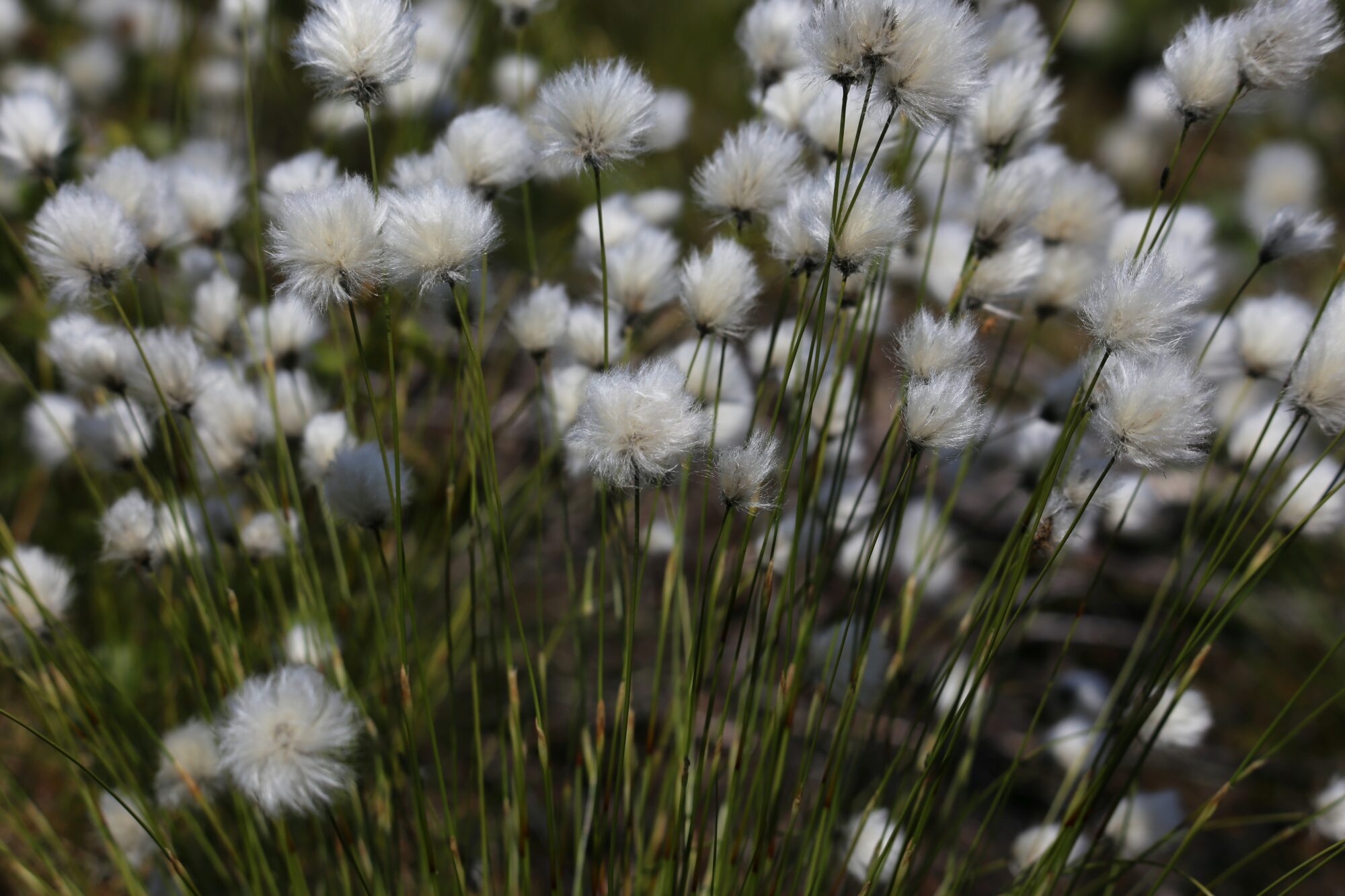 Valokuvaaja: Jaana Saarelainen