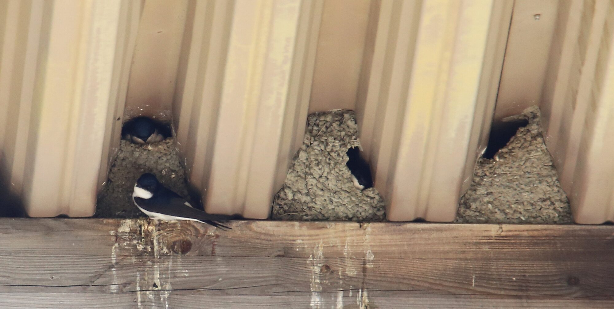 Valokuvaaja: Jaana Saarelainen