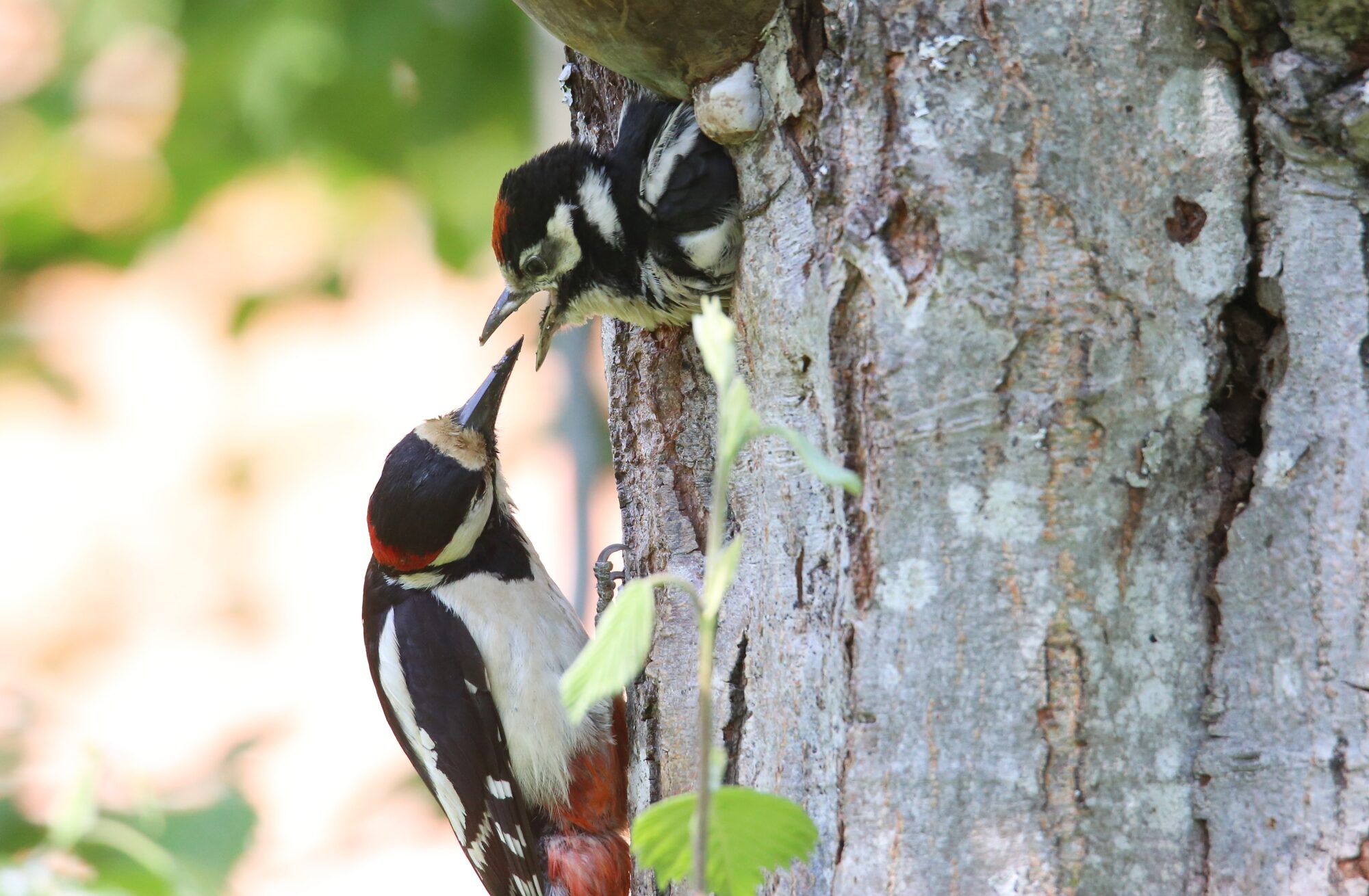 Valokuvaaja: Jaana Saarelainen