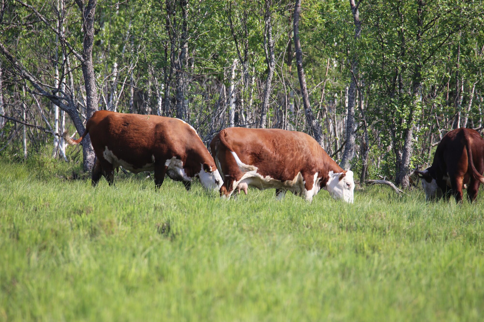 Valokuvaaja: Jaana Saarelainen