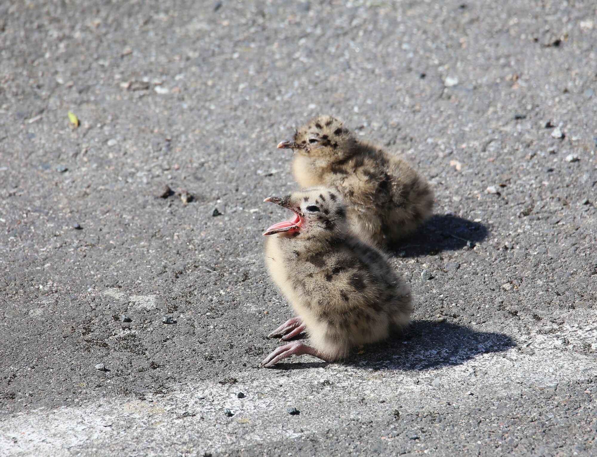 Valokuvaaja: Jaana Saarelainen