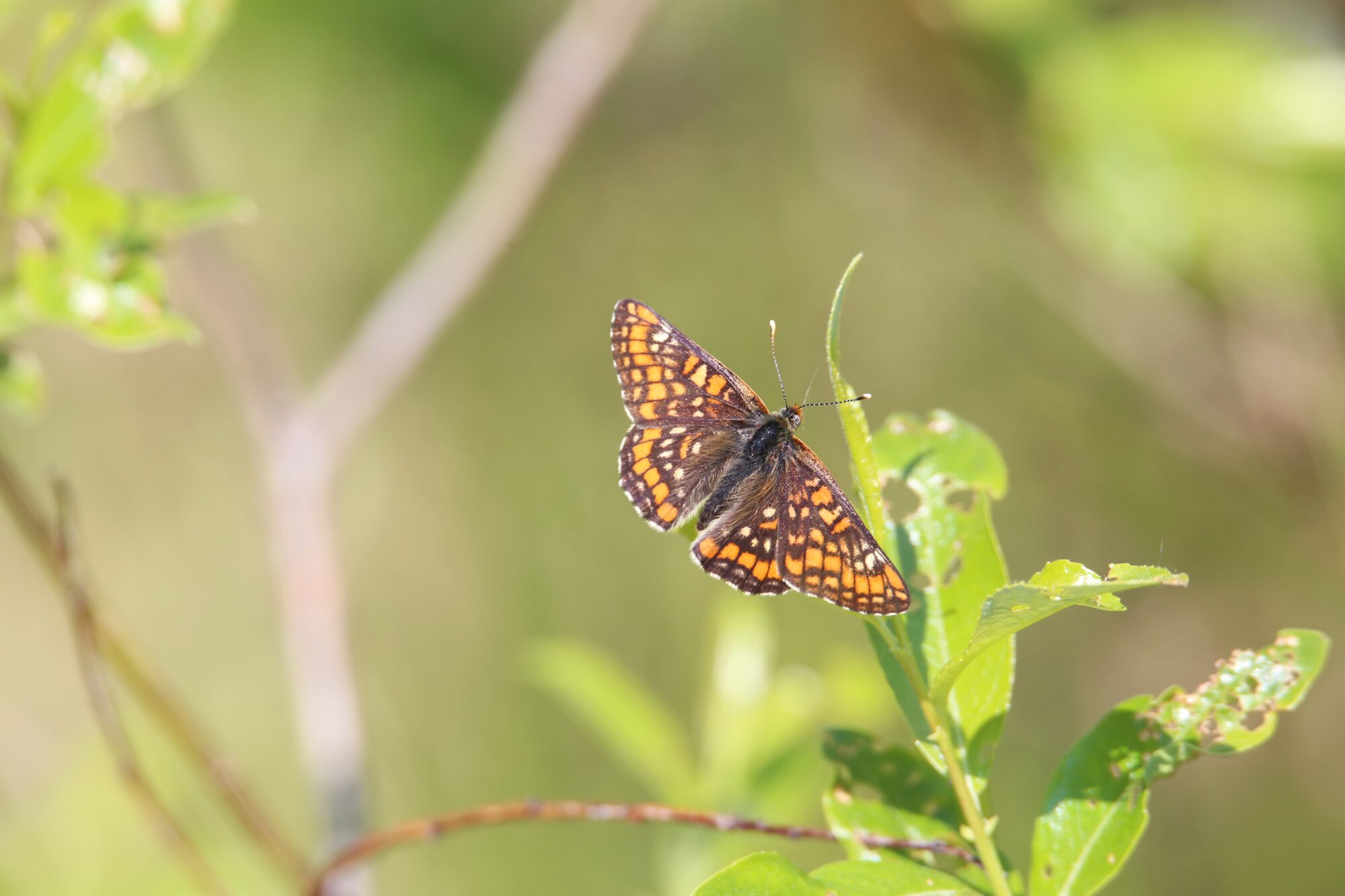Valokuvaaja: Jaana Saarelainen