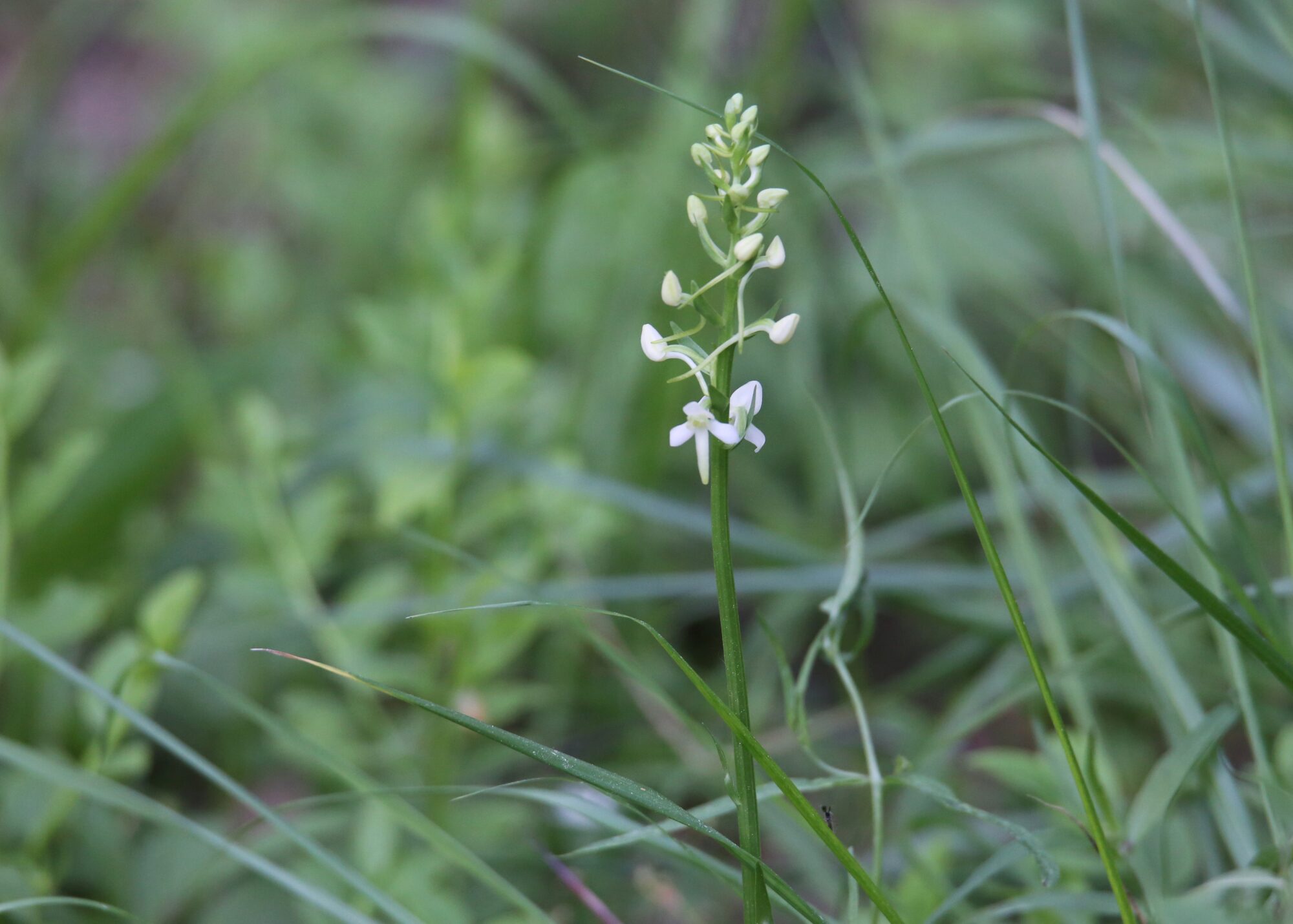Valokuvaaja: Jaana Saarelainen