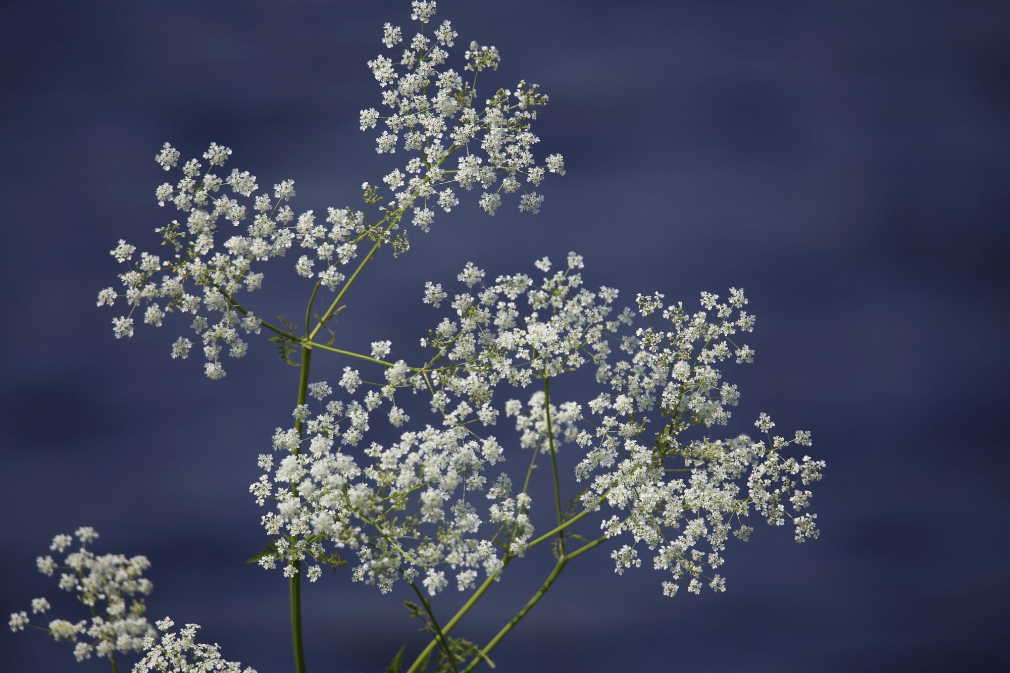 Valokuvaaja: Jaana Saarelainen